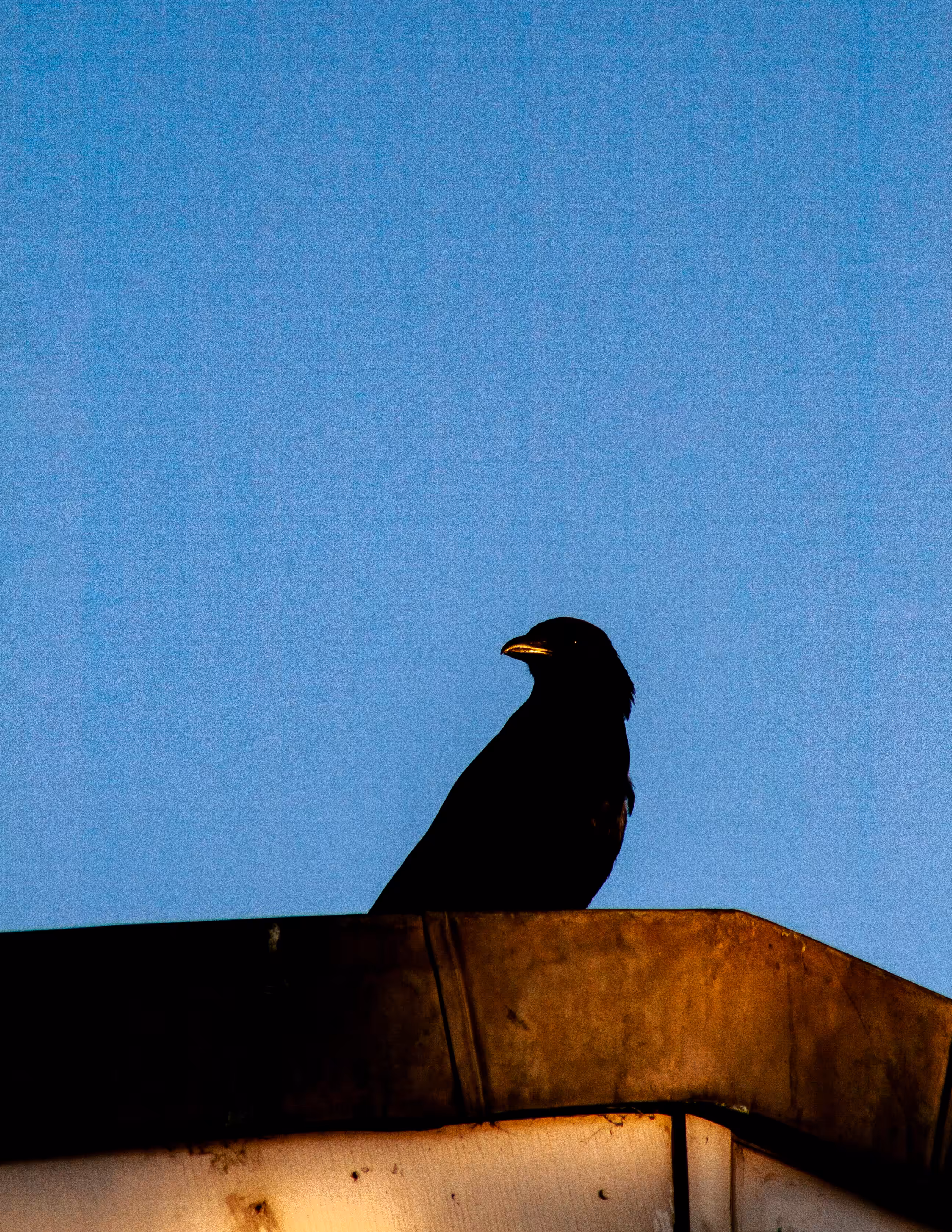 A Murder of Crows - 6