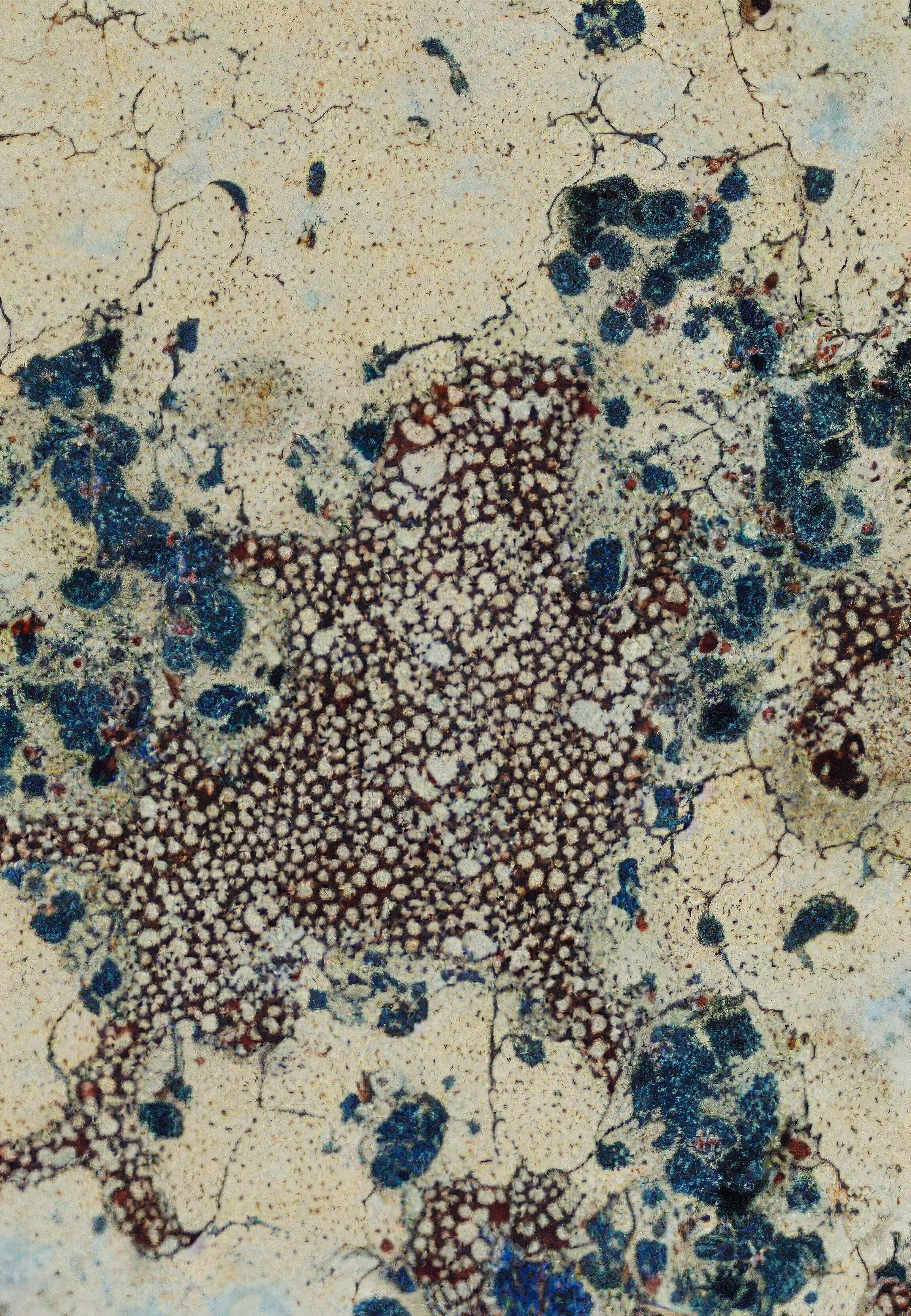 In Vivo, In Vitro, In Silico: Histologia In Silico #81