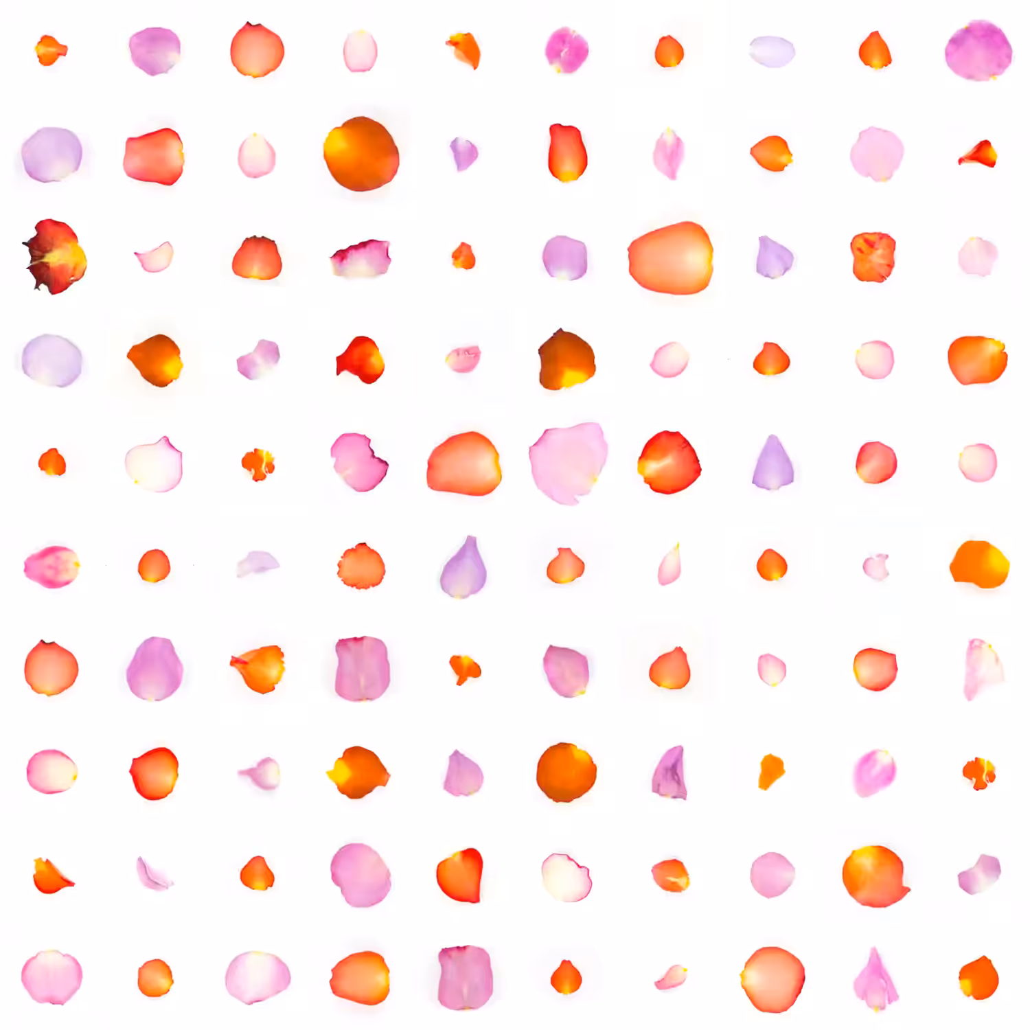 Infinite Petals 10x10#10159