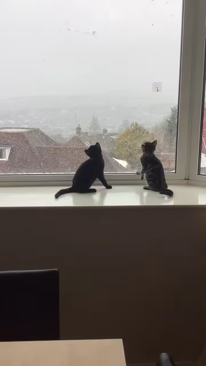 Kittens first snow