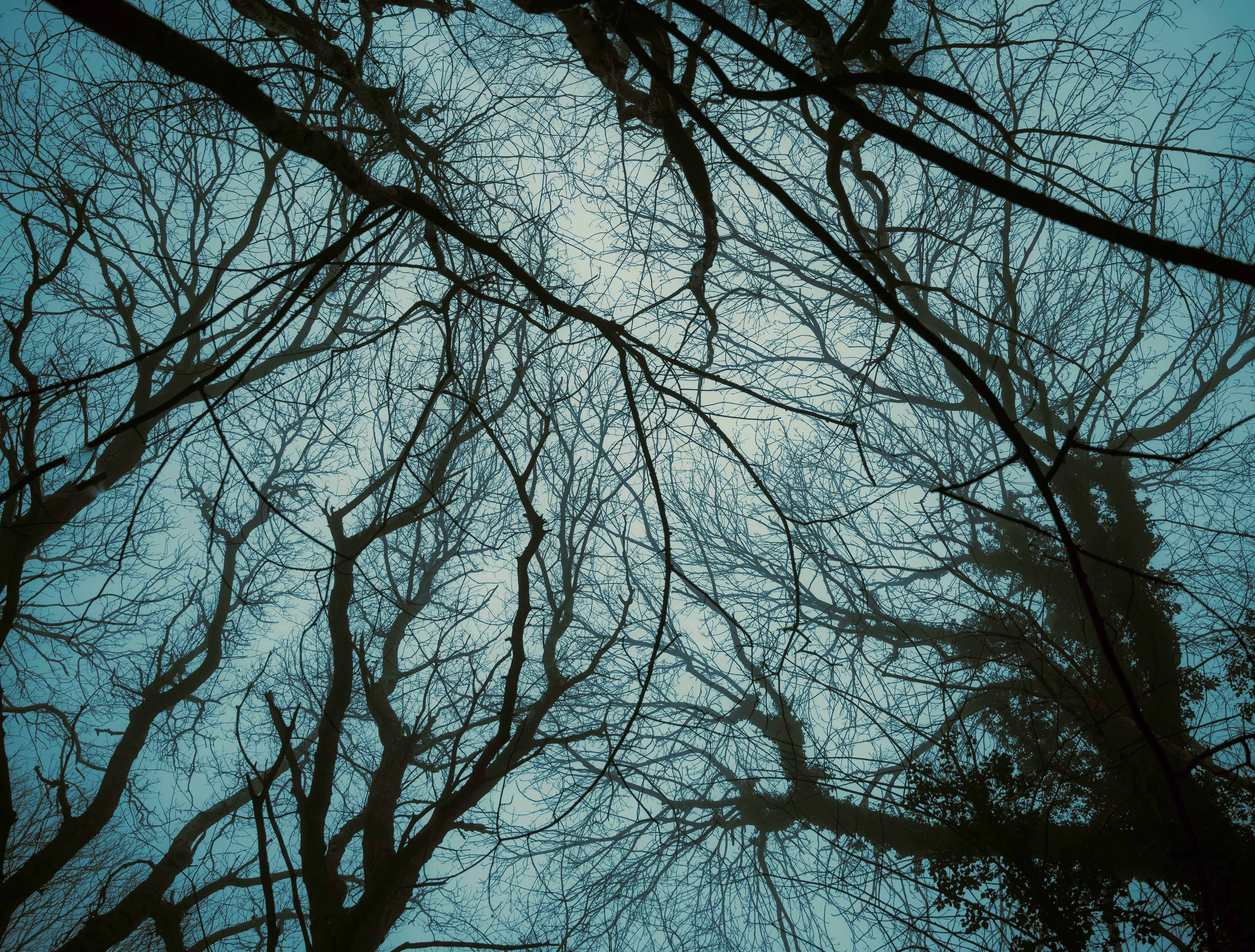 Patterns of the forest