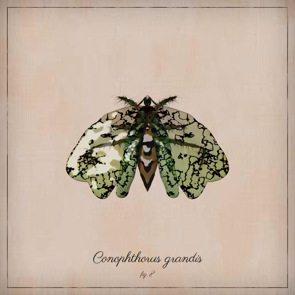 ProcGen Entomology #478