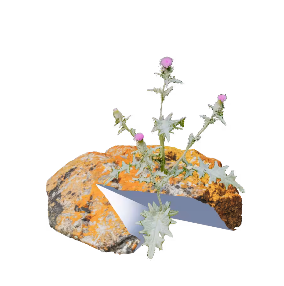 Thistle, Xanthoria and Limestone [3D NFT version]