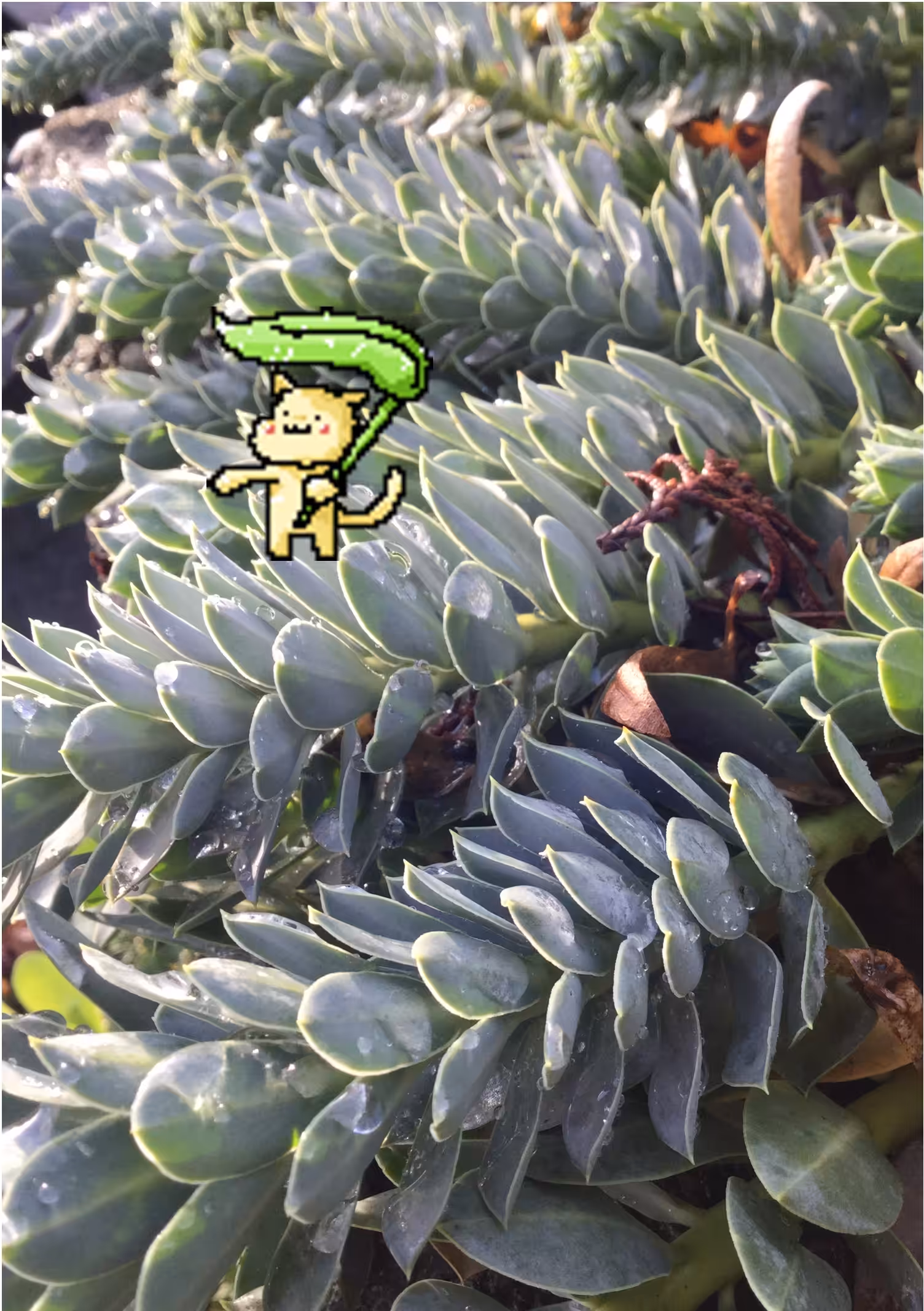 Cat on the leaf