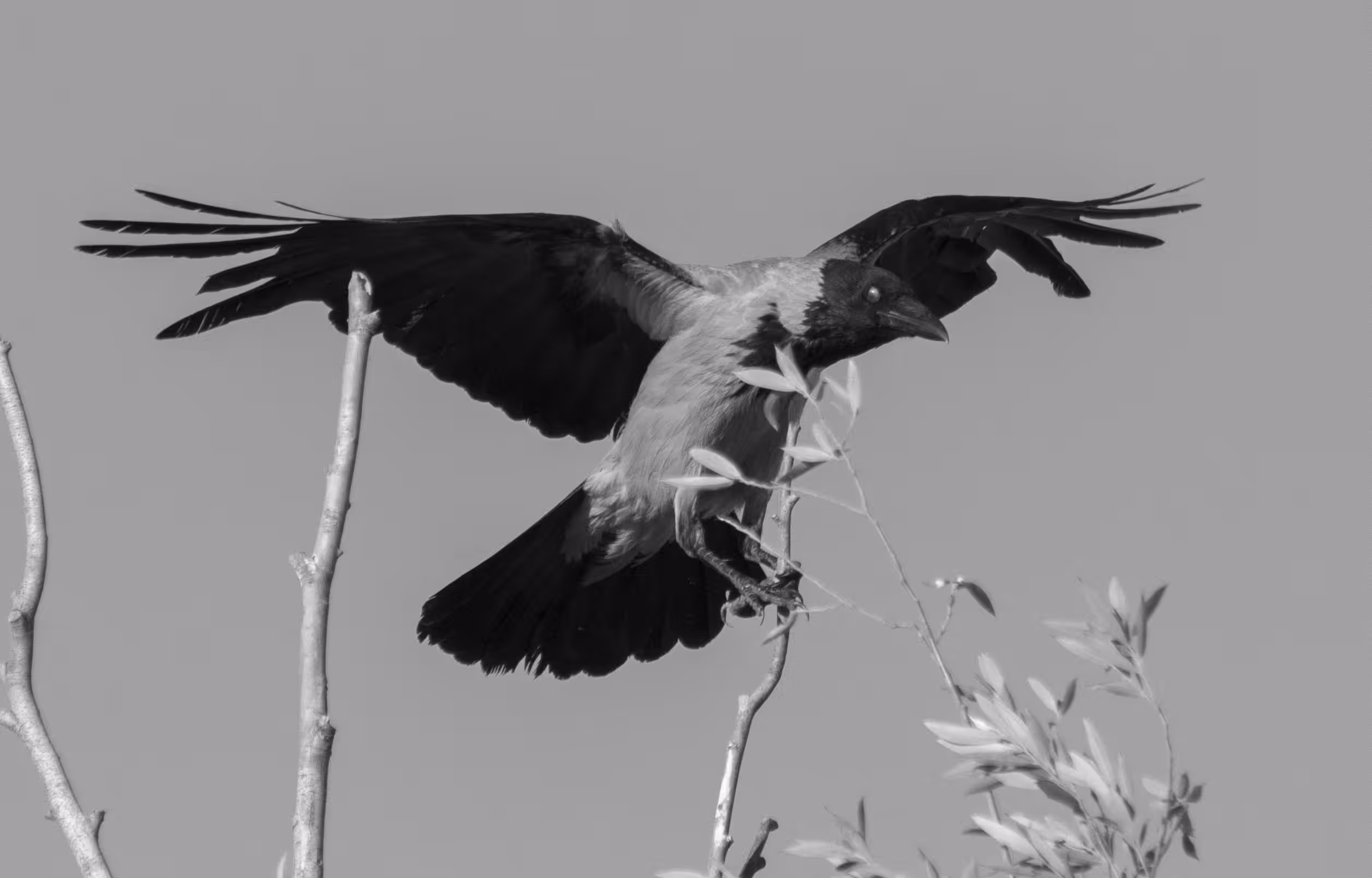 Hooded Crow