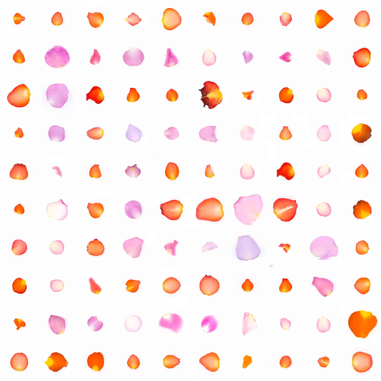 Infinite Petals 10x10#2186