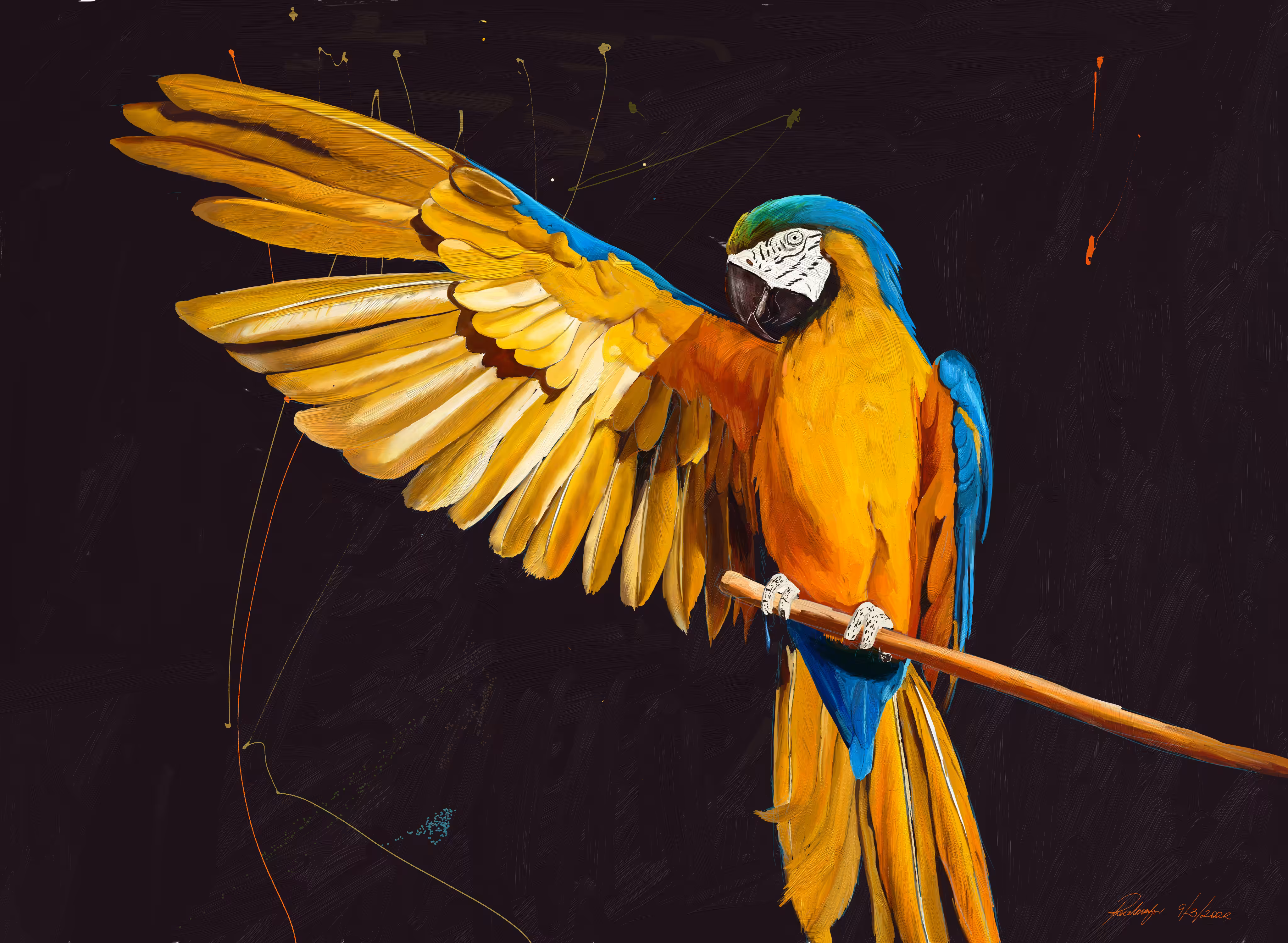 Macaw