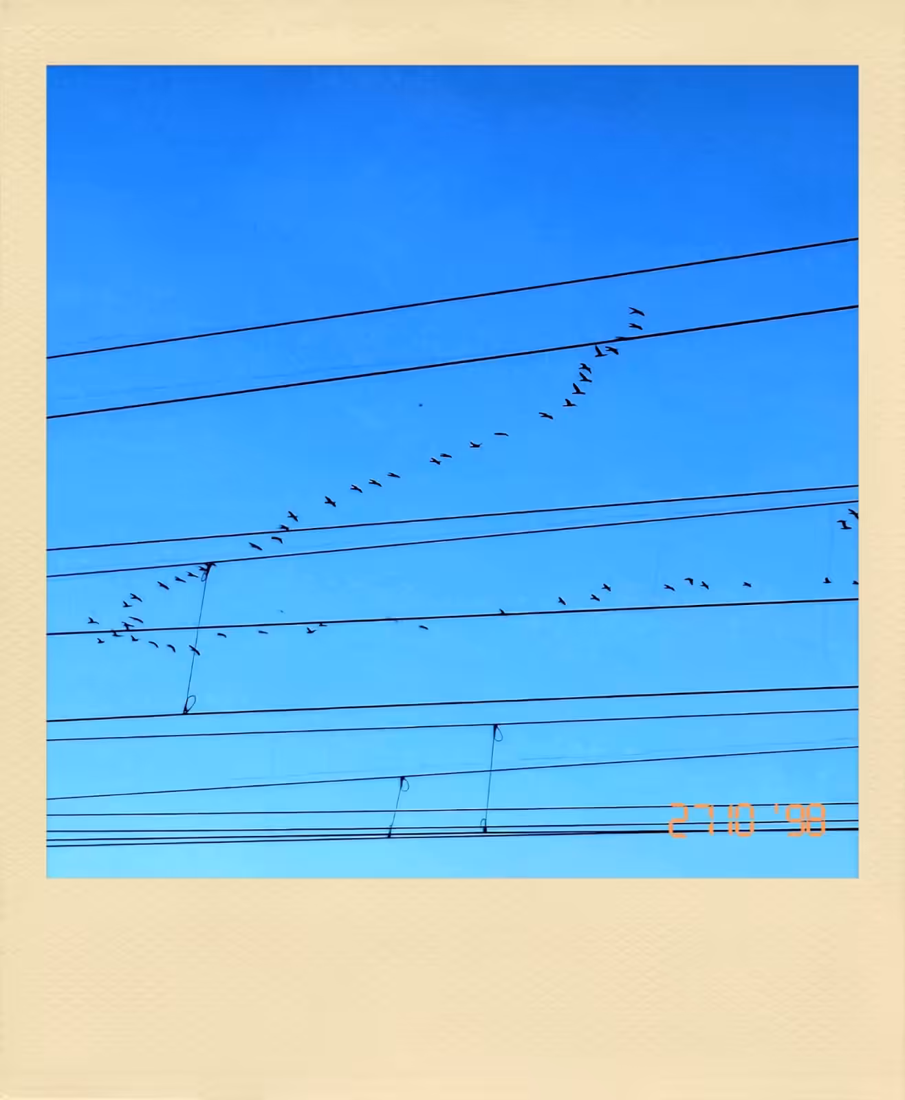 Musical Birds