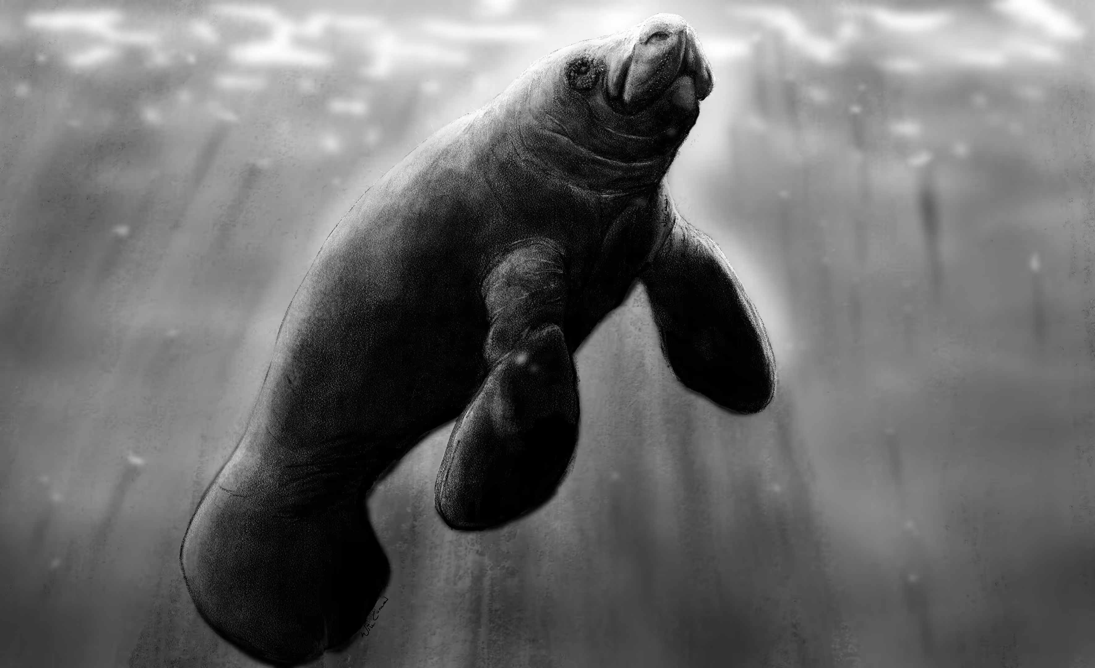 The Manatee