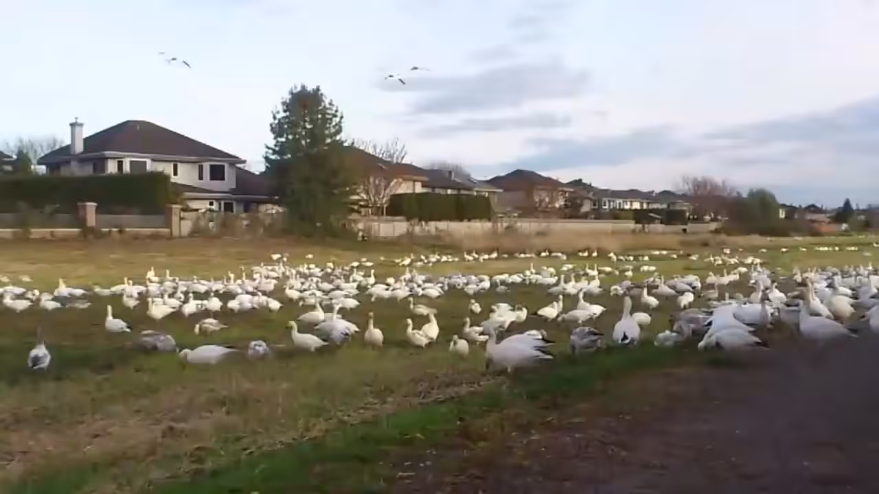 Look at all those chickens!