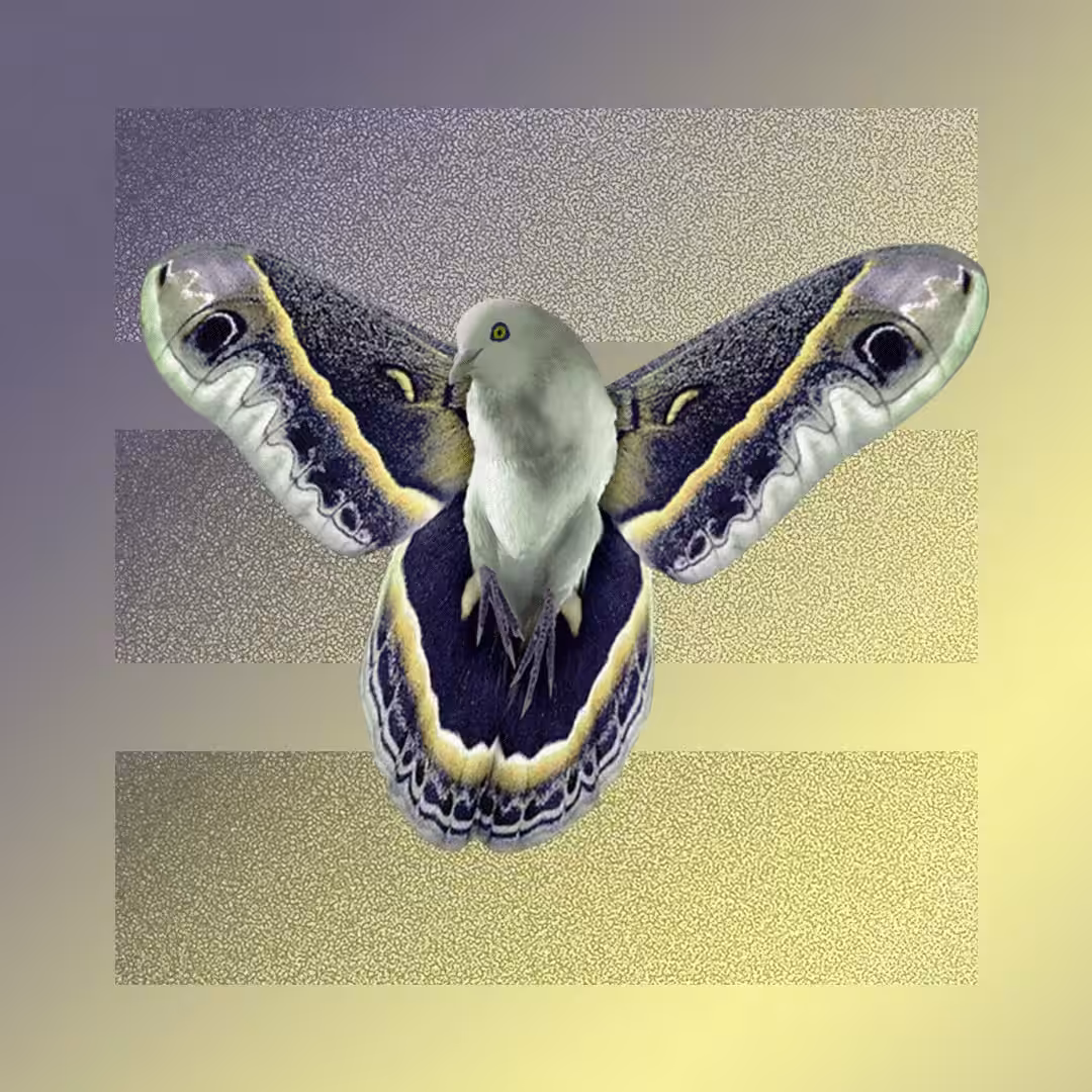 Mothdove #2