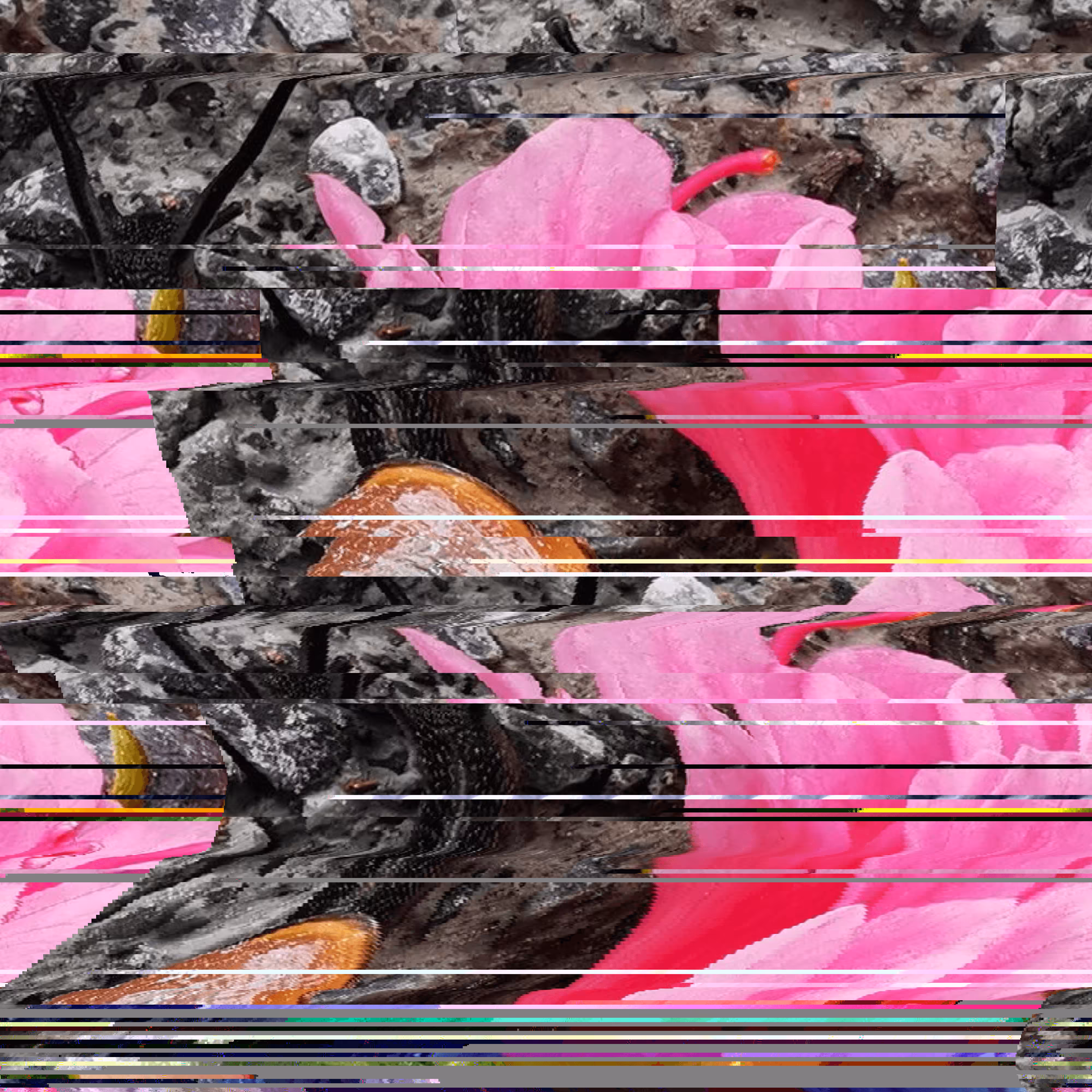 Golden Glitch 06