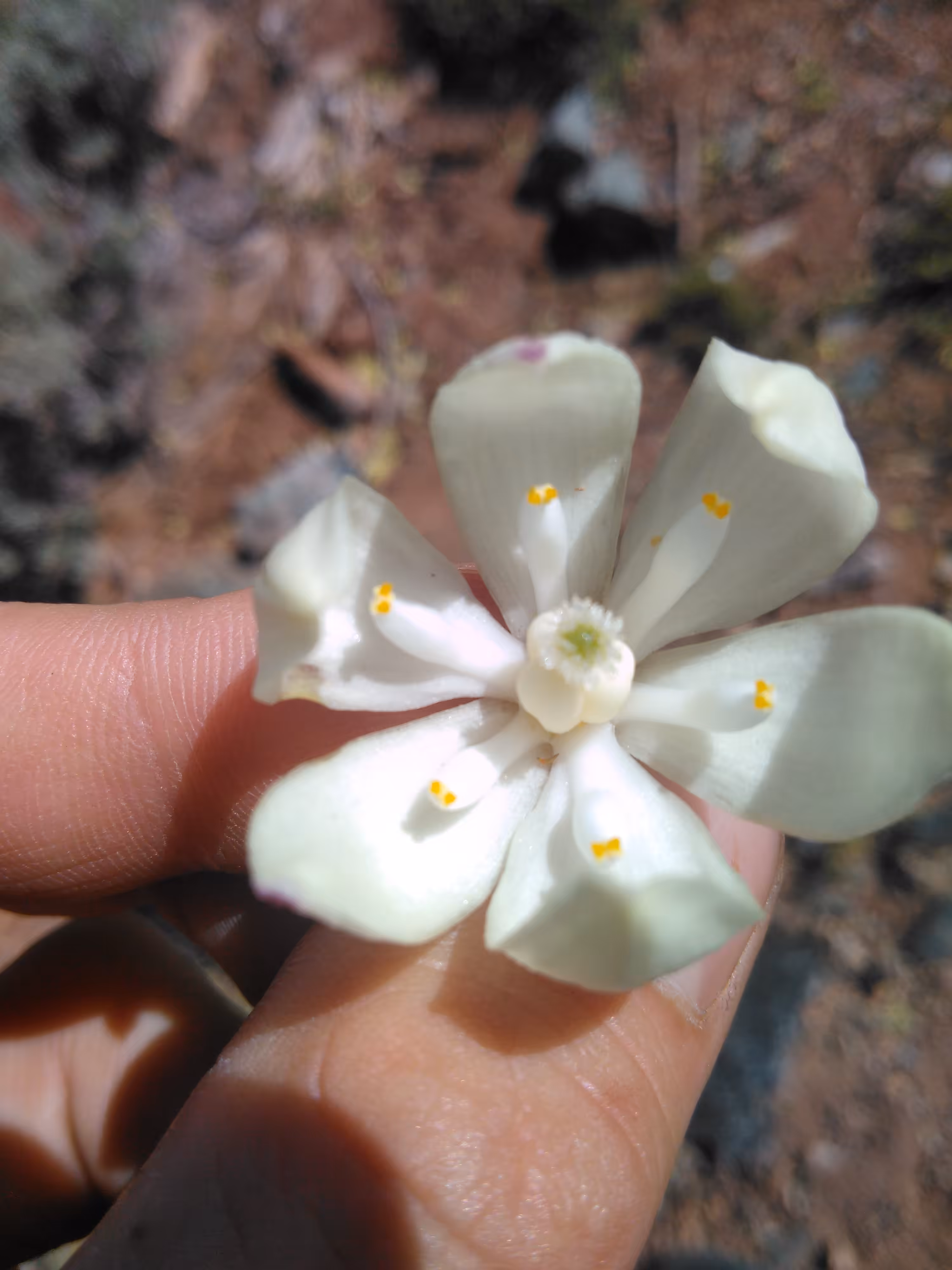yucca flower