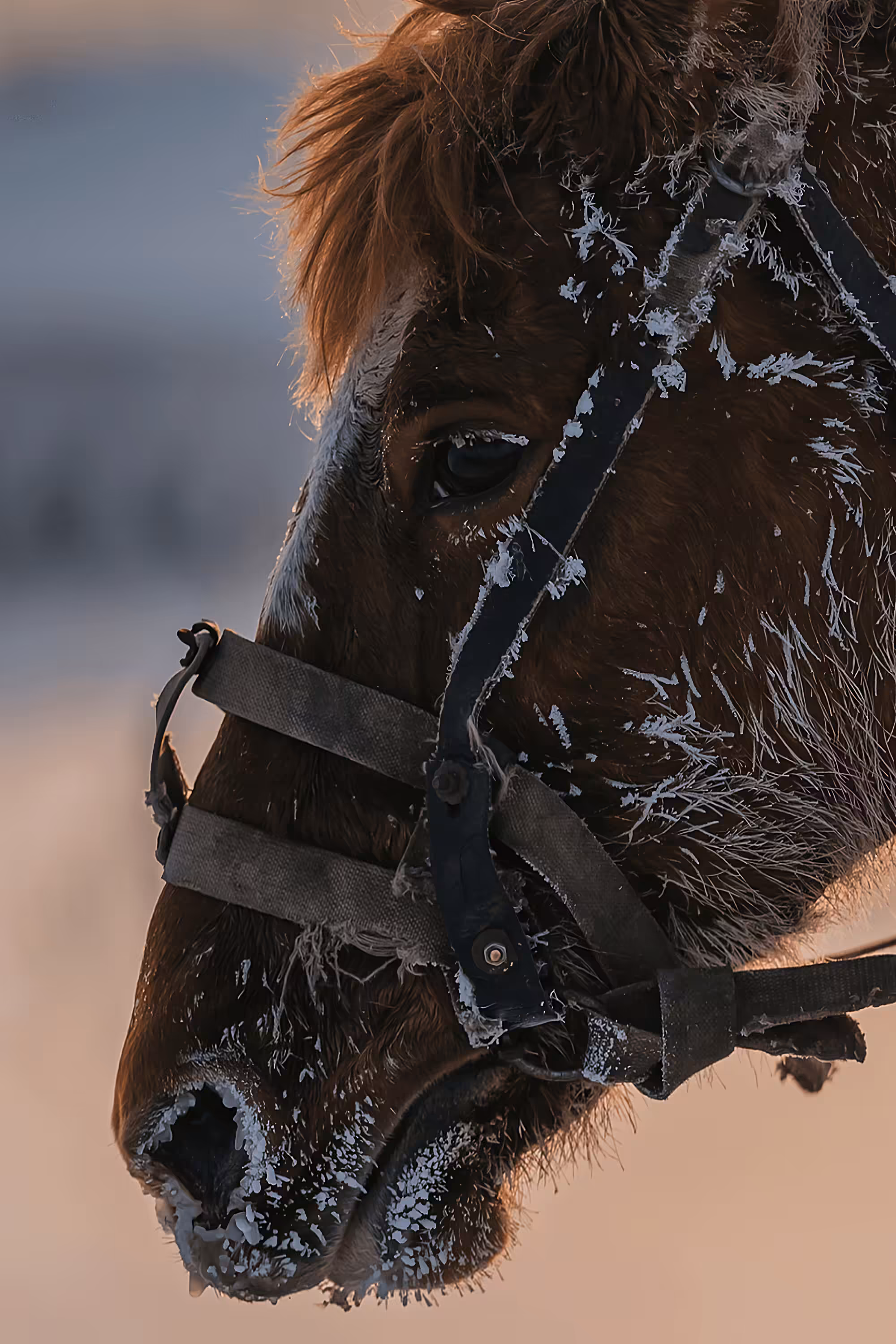 Frozen