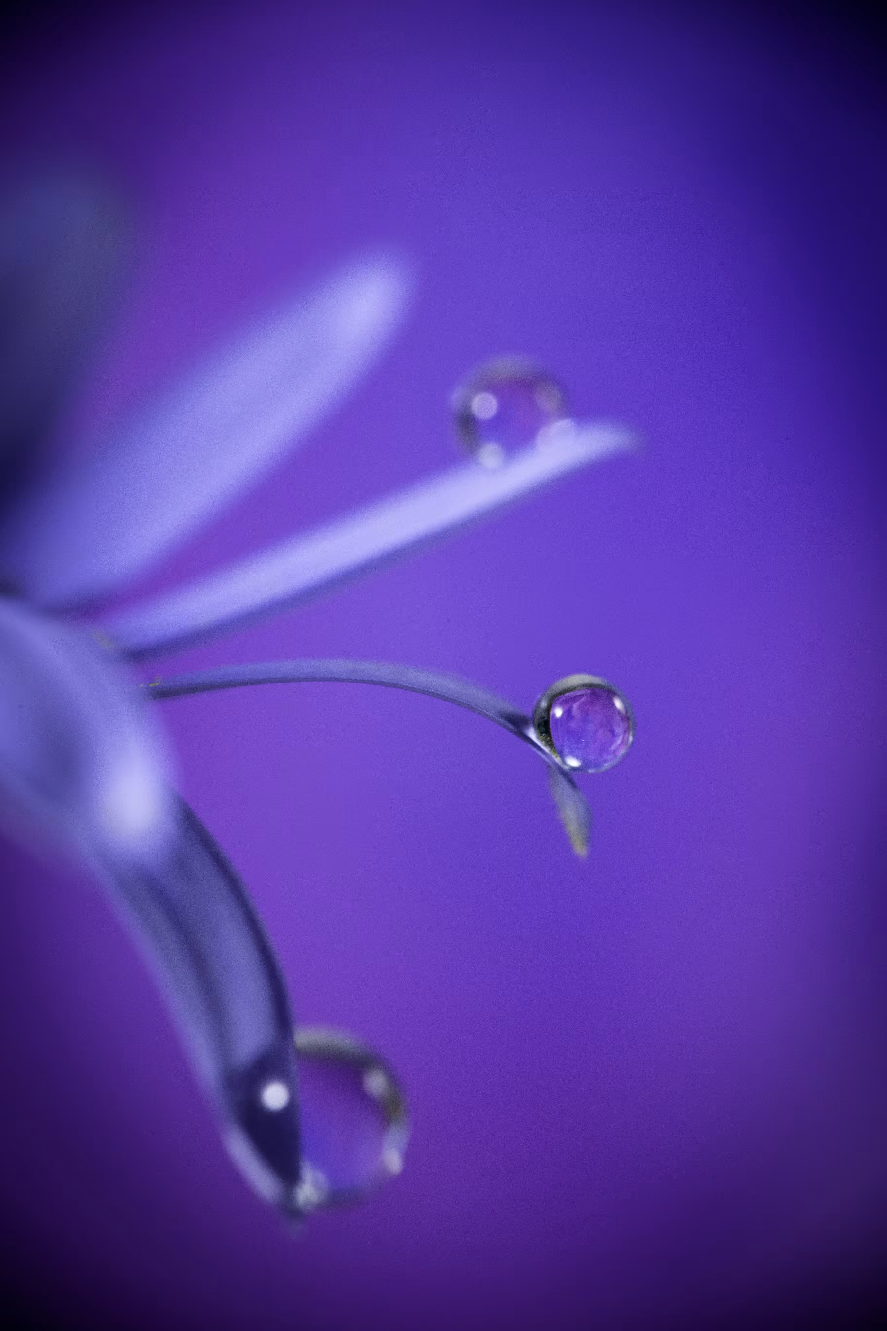 Aubergine