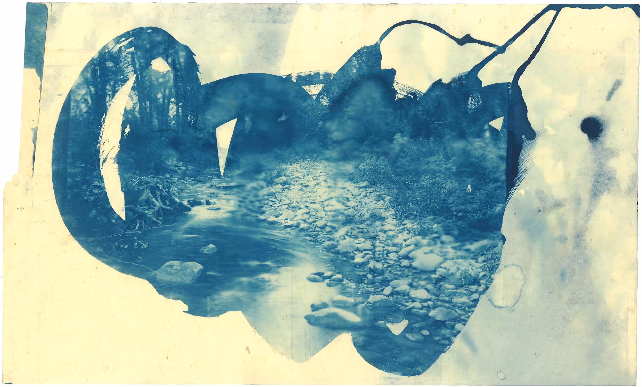 Cyanotype #7
