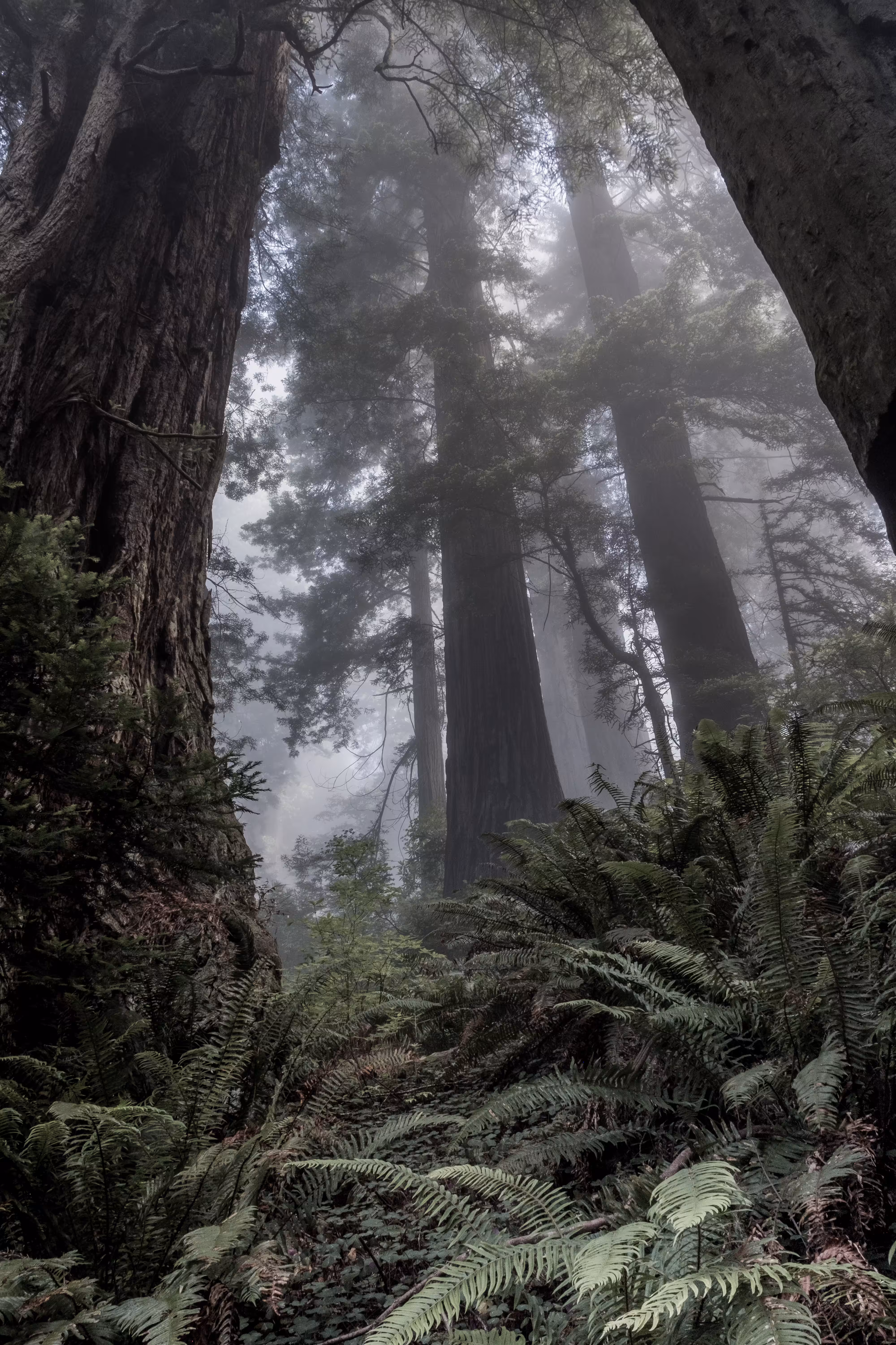 Ethereal Redwoods 2