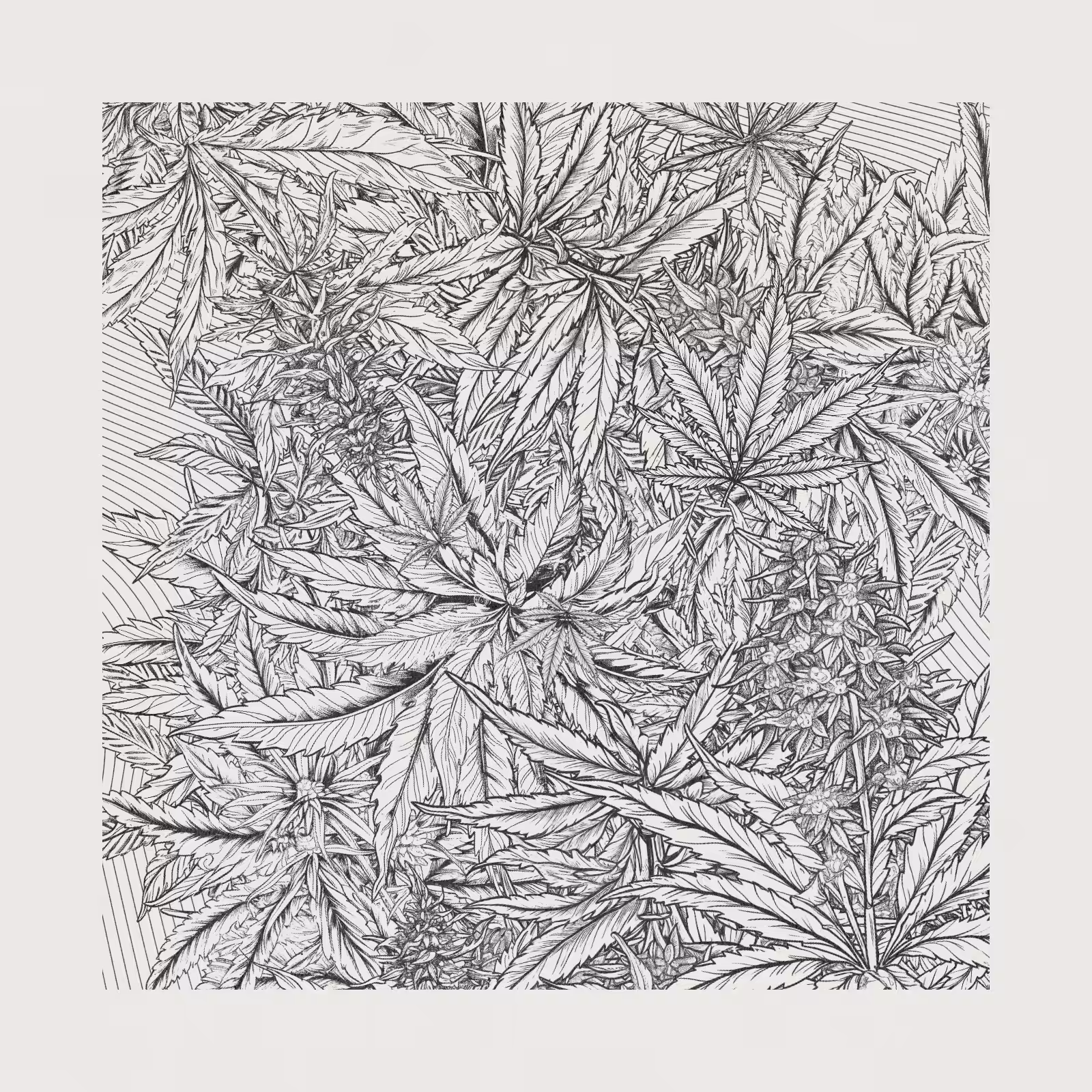 zancannabis #29