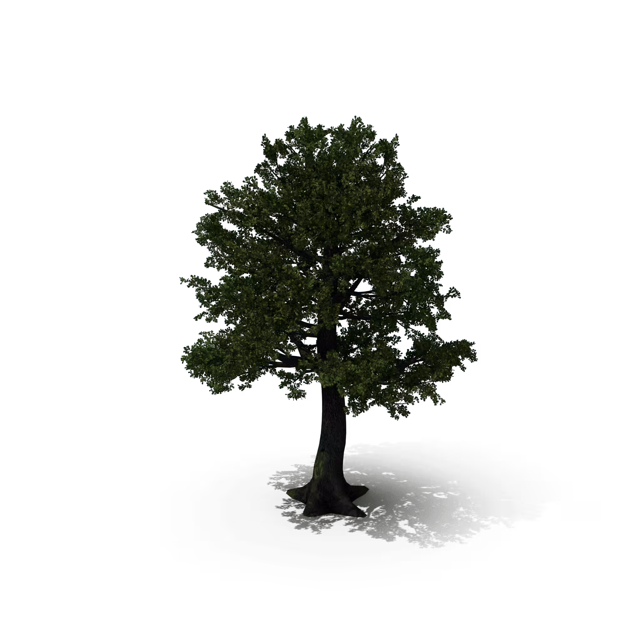 Your Tree I Oak