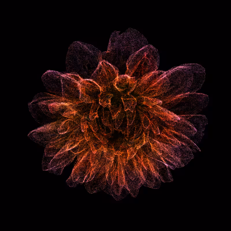 Dahlia Pinnata 30 #2
