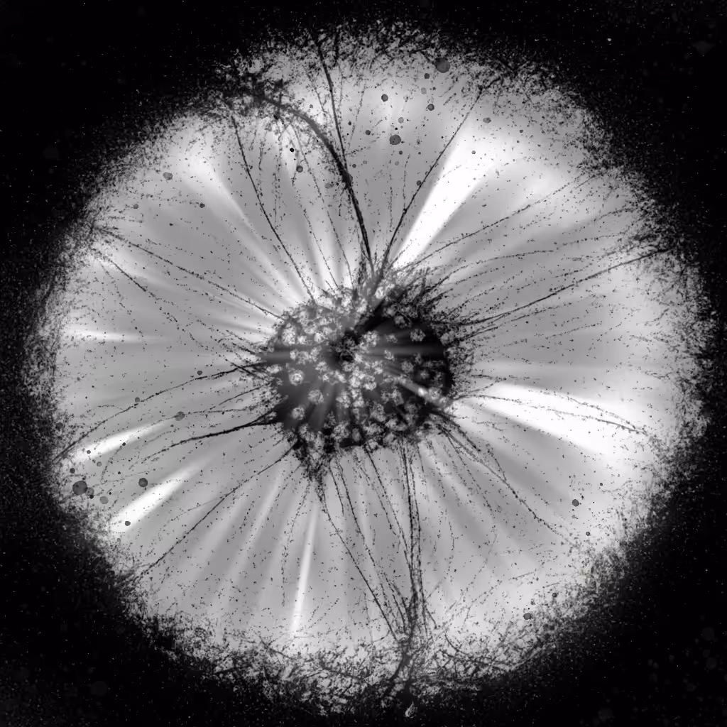 Heliotrope V