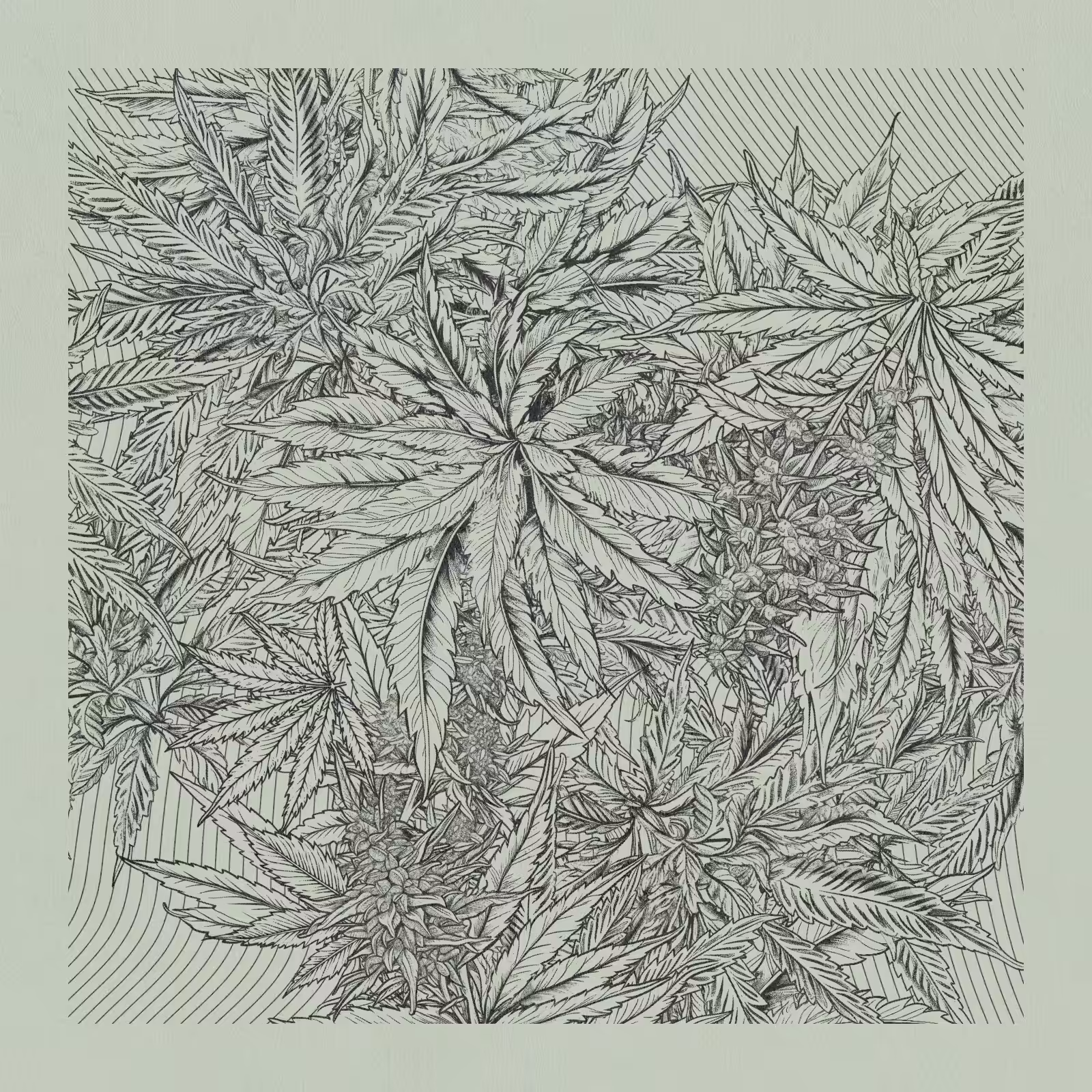 zancannabis #207