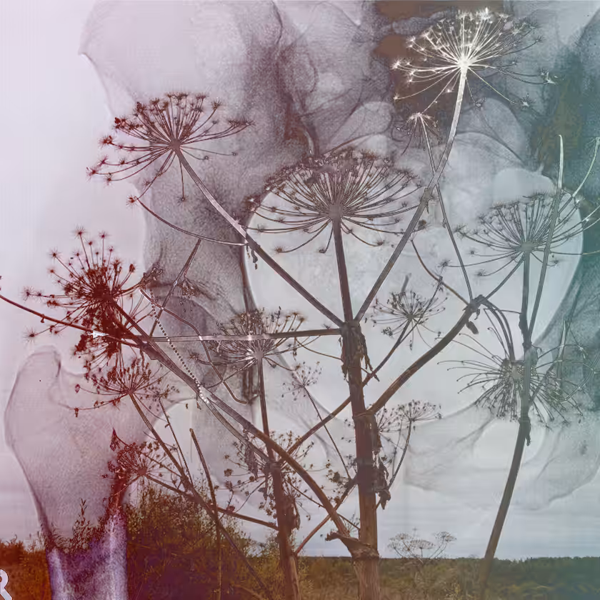 flowers and death #20
