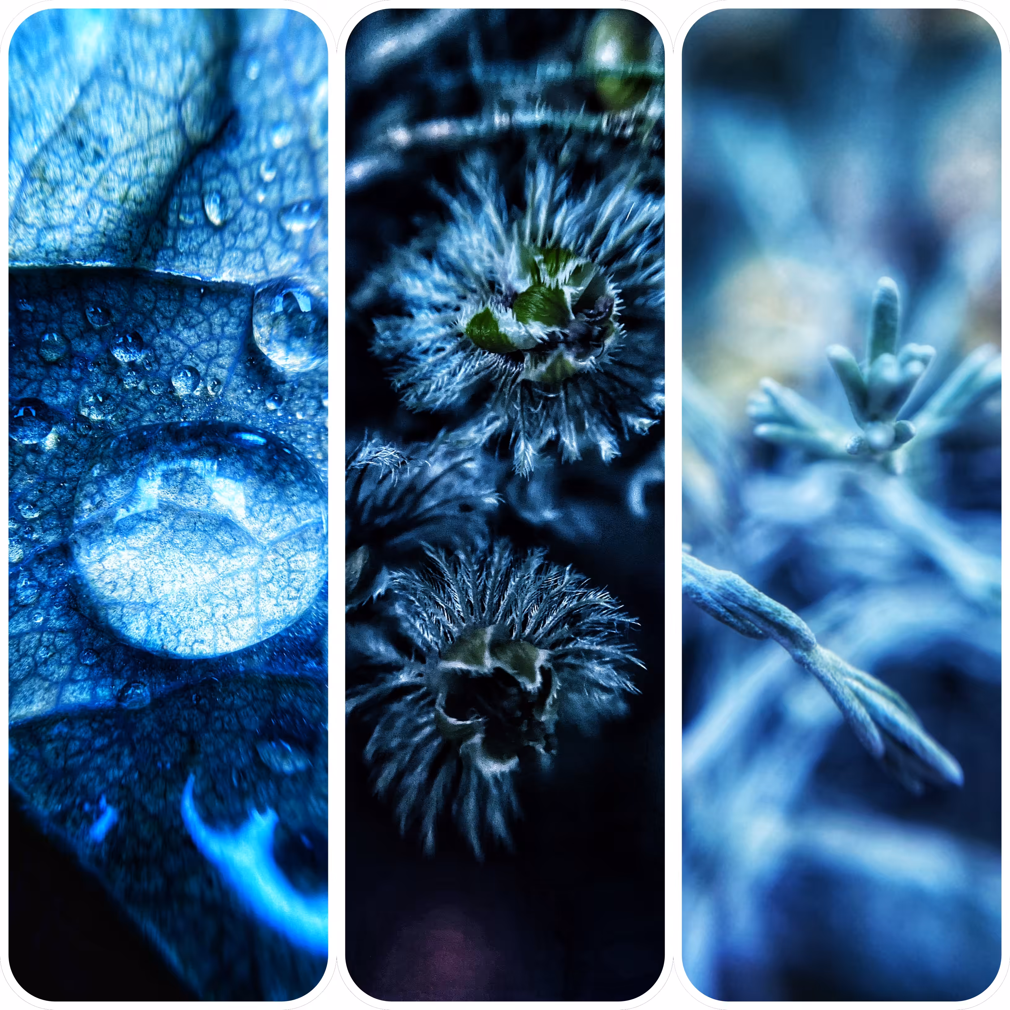Winter’s Jewels