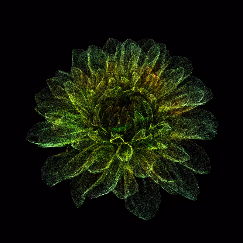 Dahlia Pinnata 30 #97