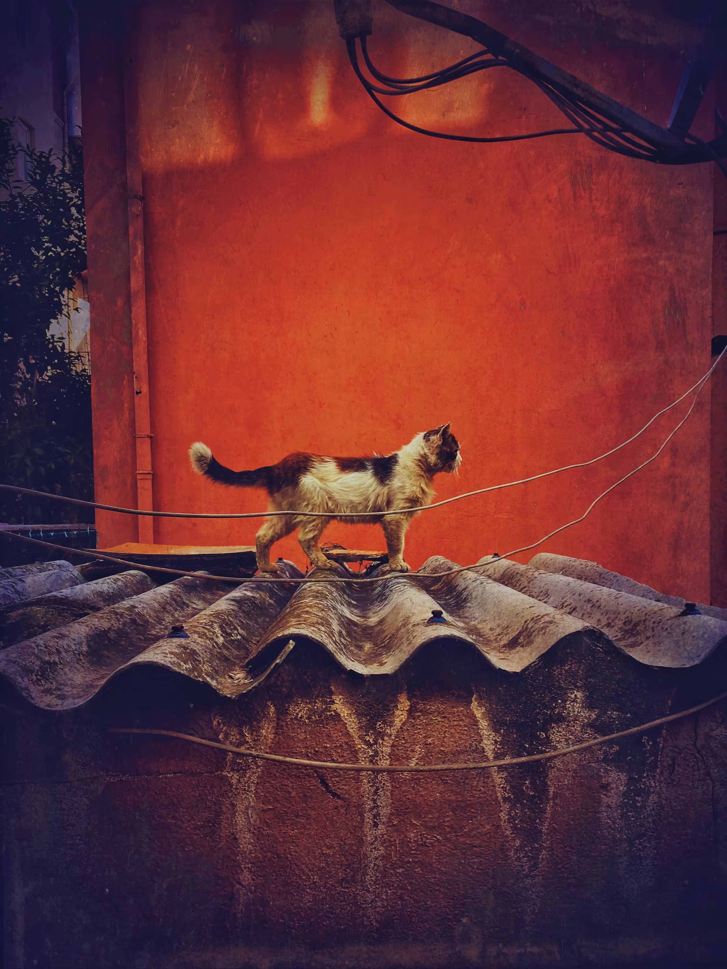 Stray beauty 