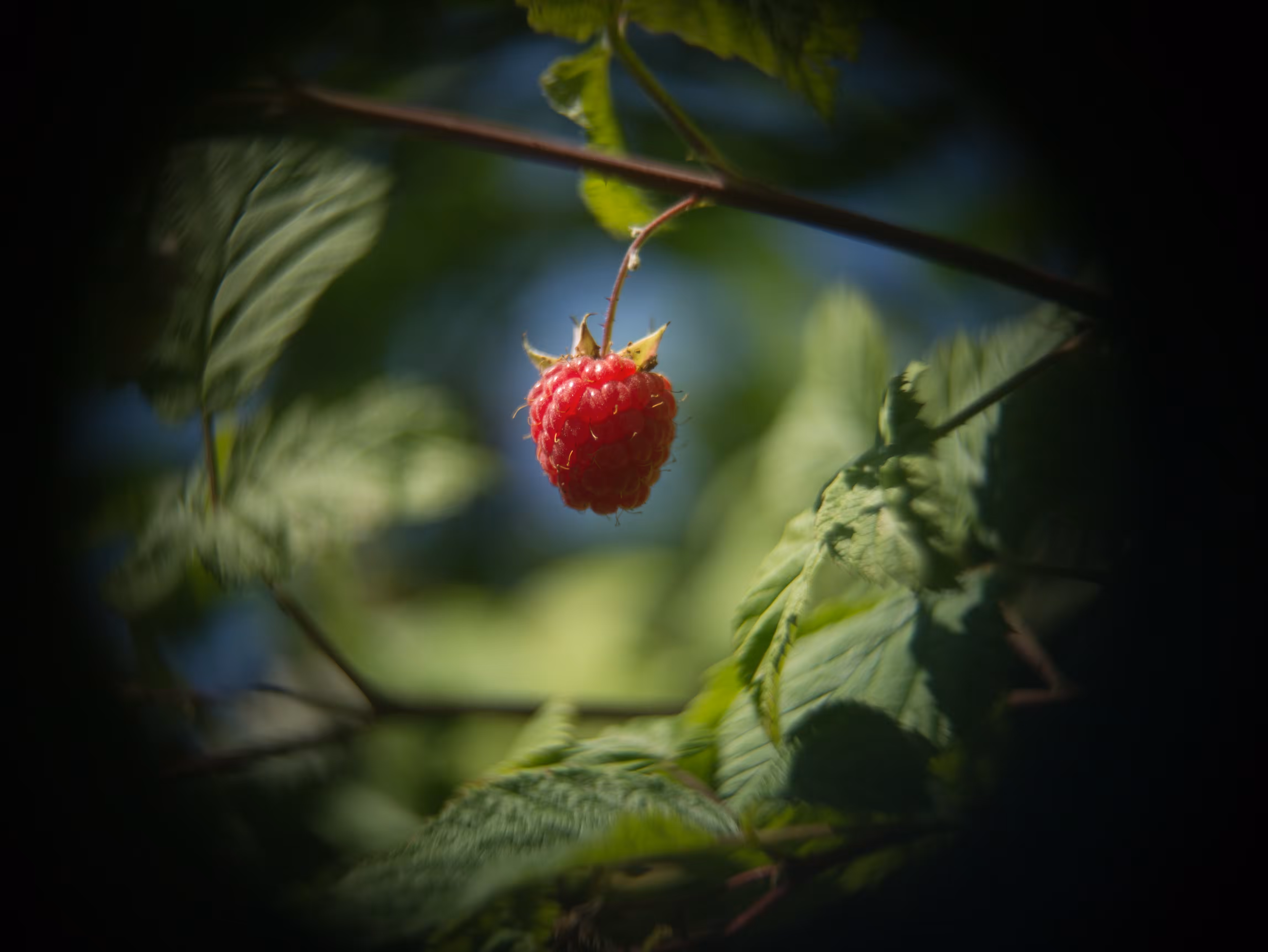 Raspberry