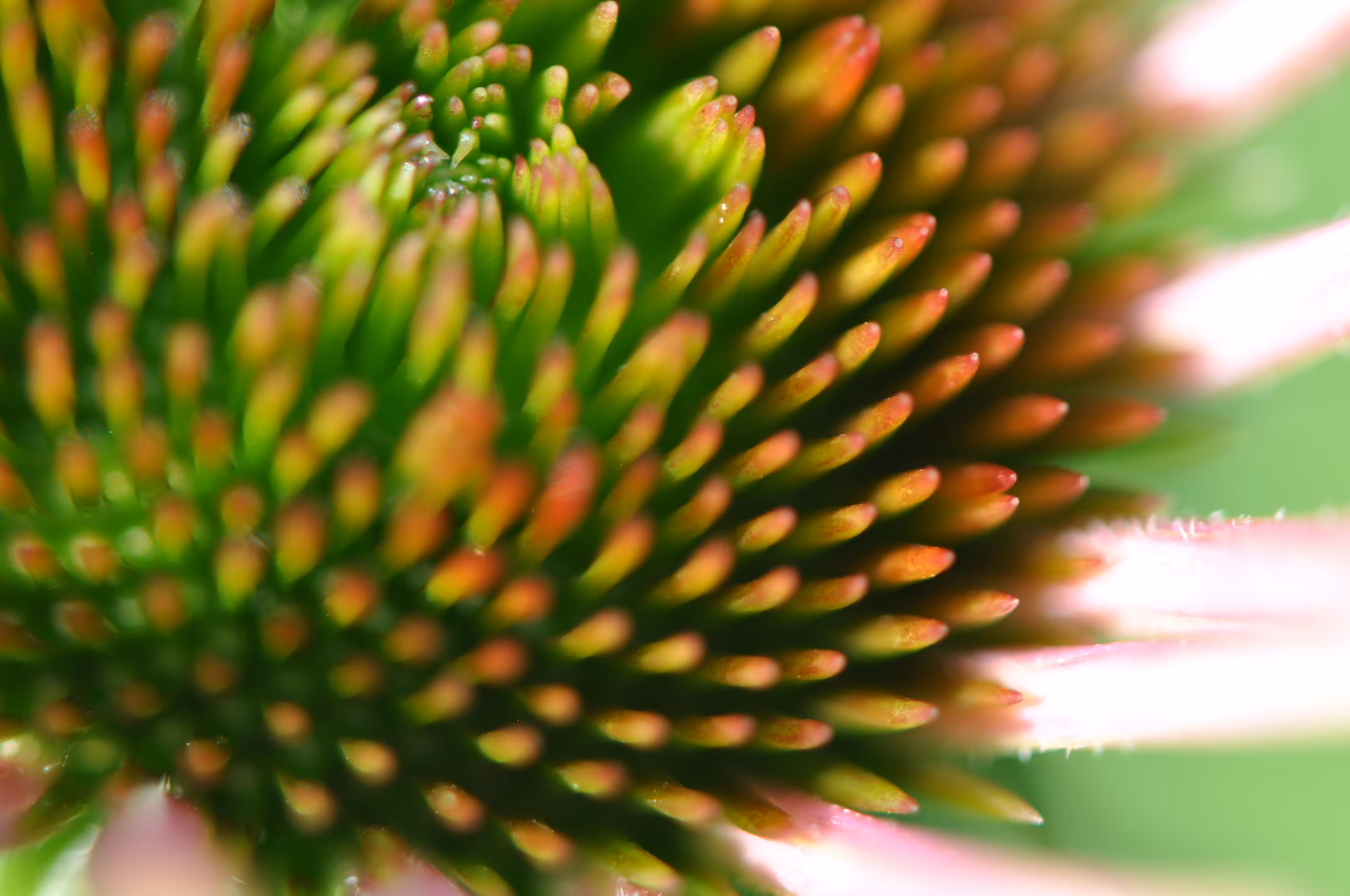 Echinacea