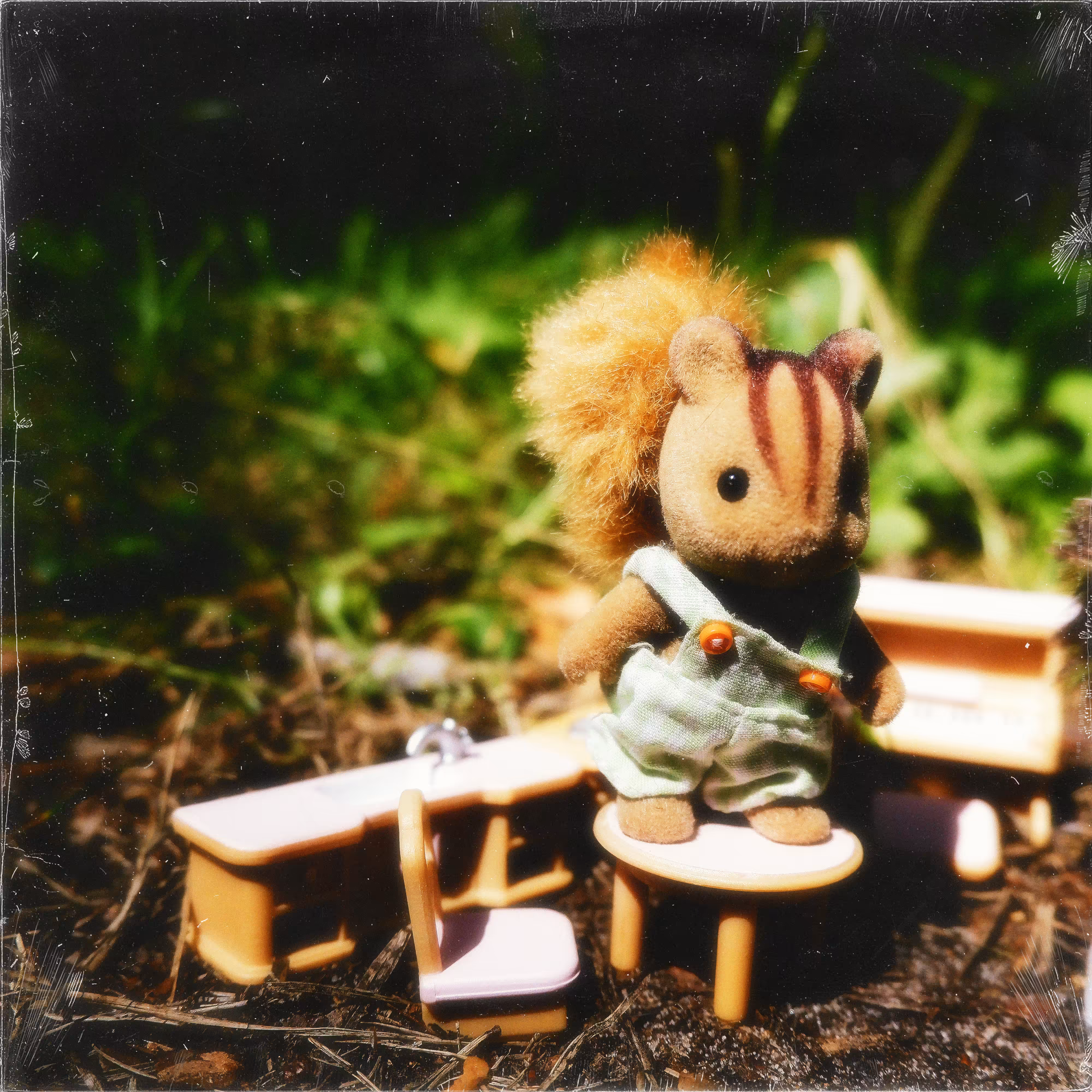 squirrel