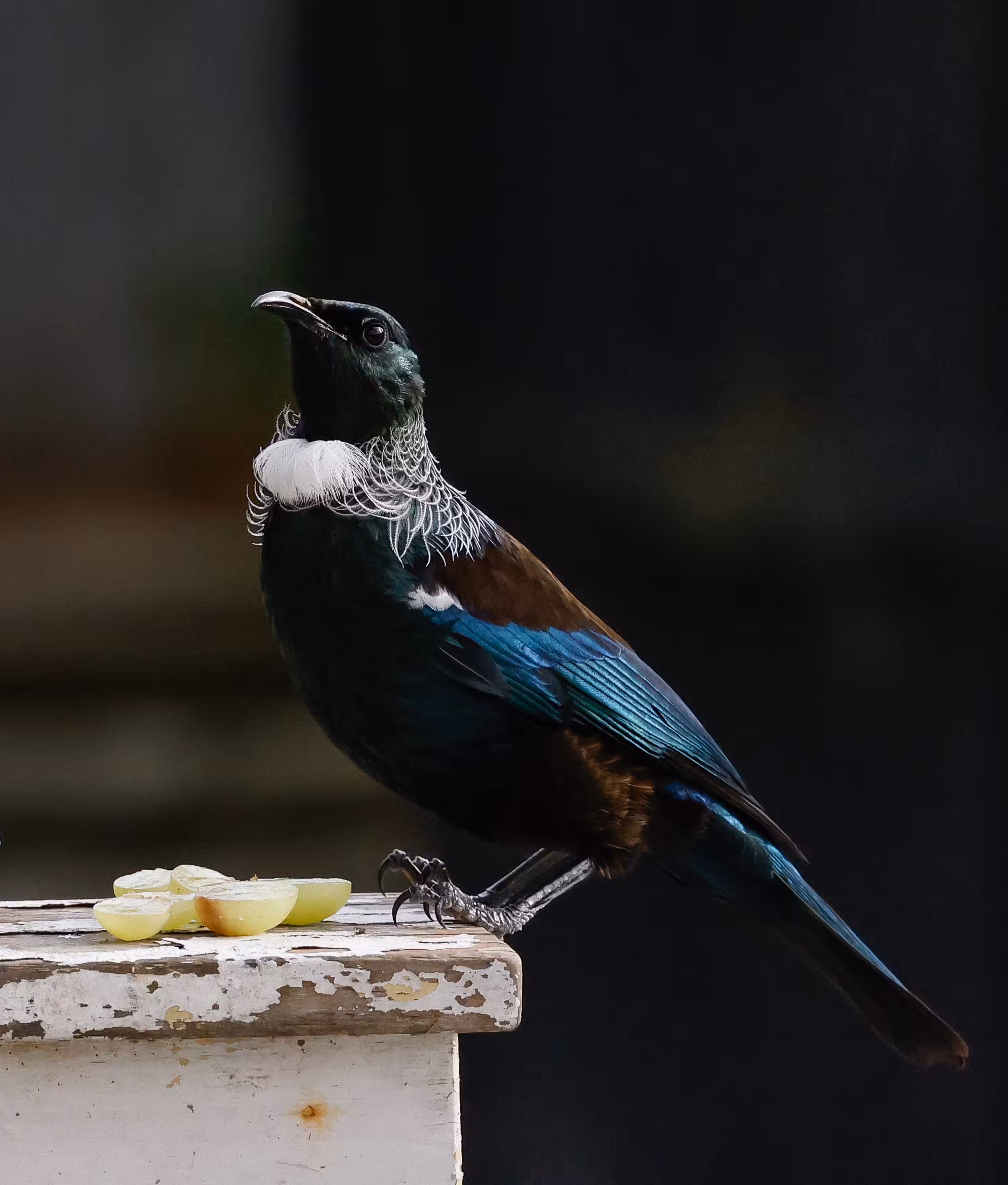 Tui Tea Time