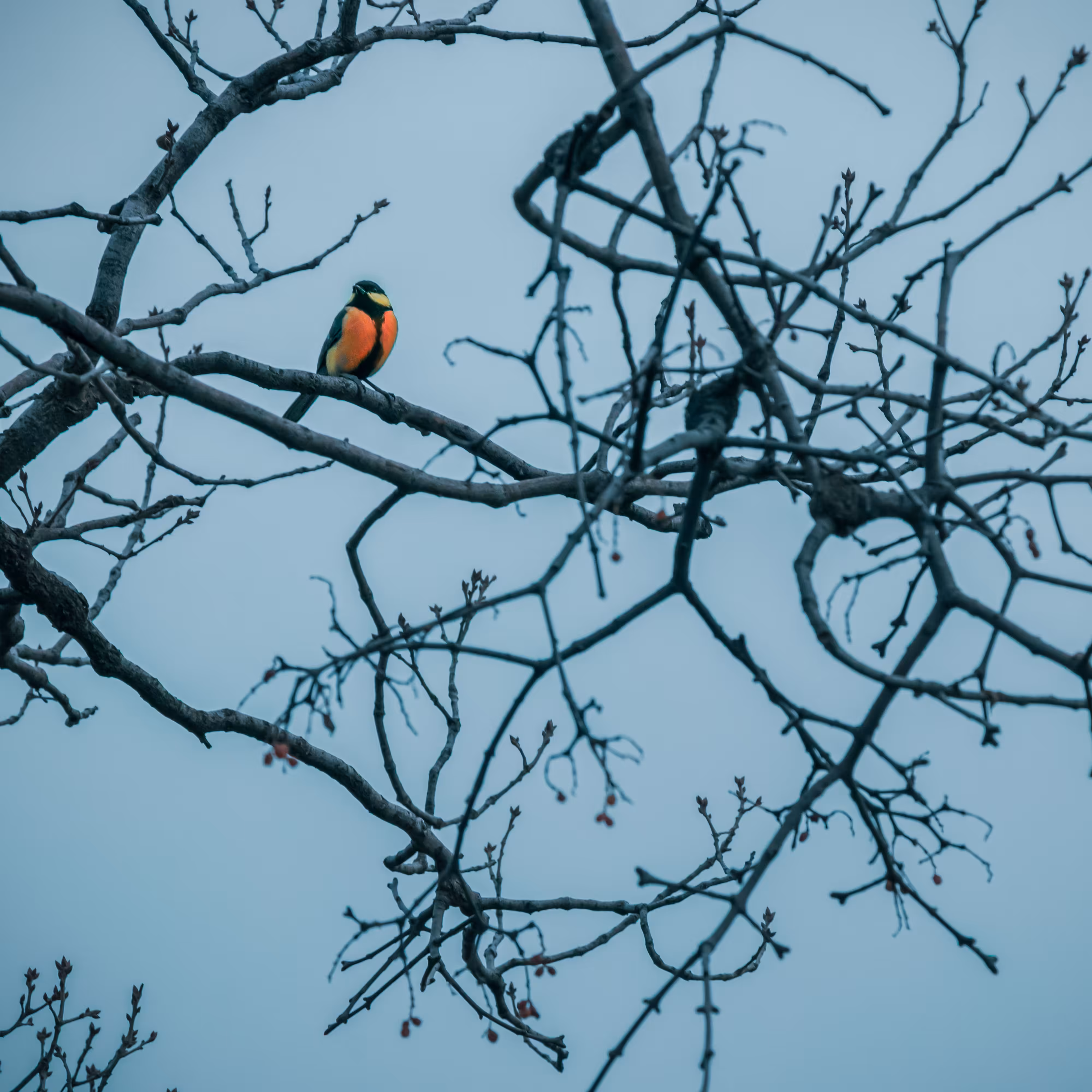 Sparrow