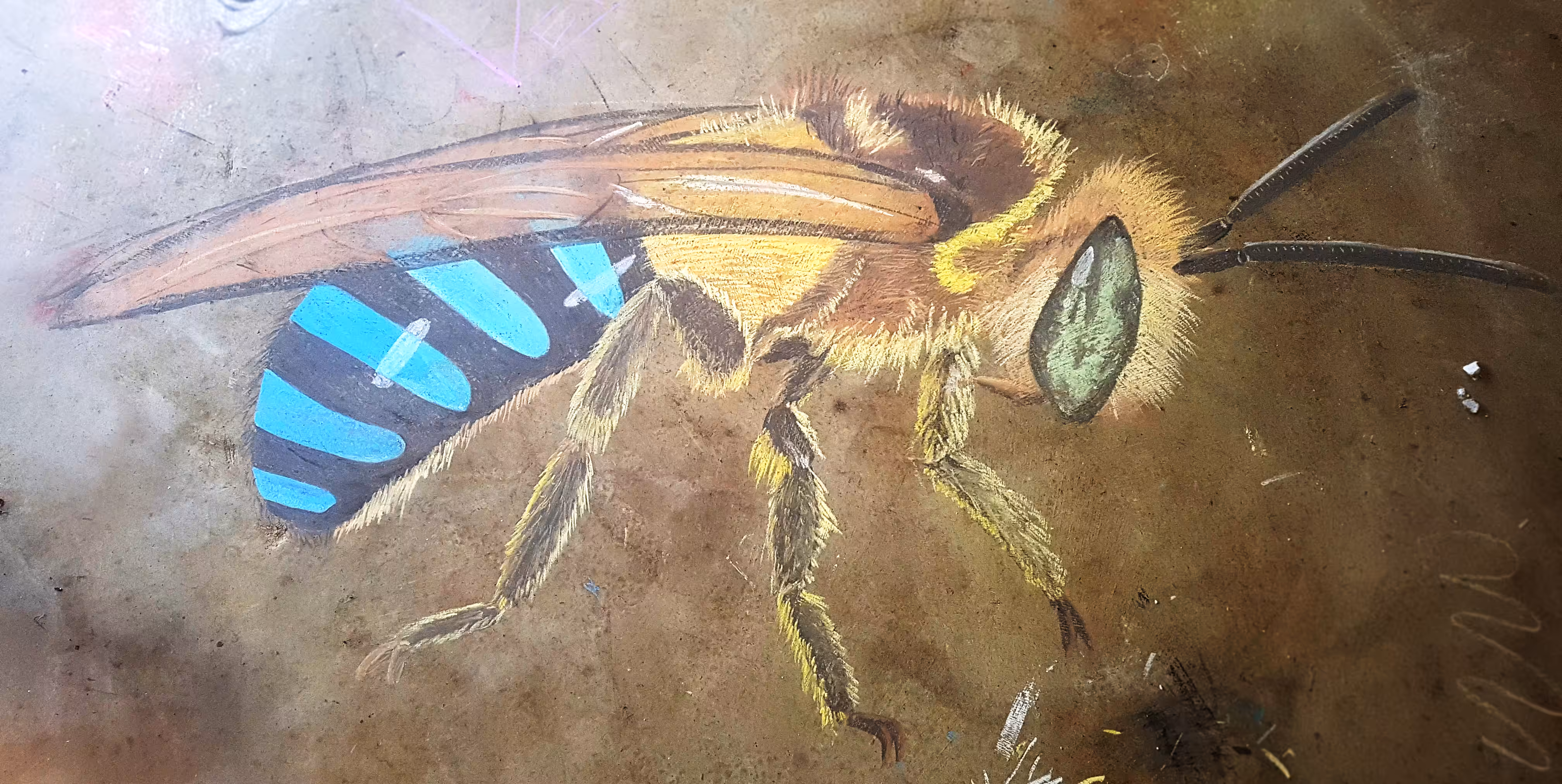 Chalk Series - Blue Banded Bee