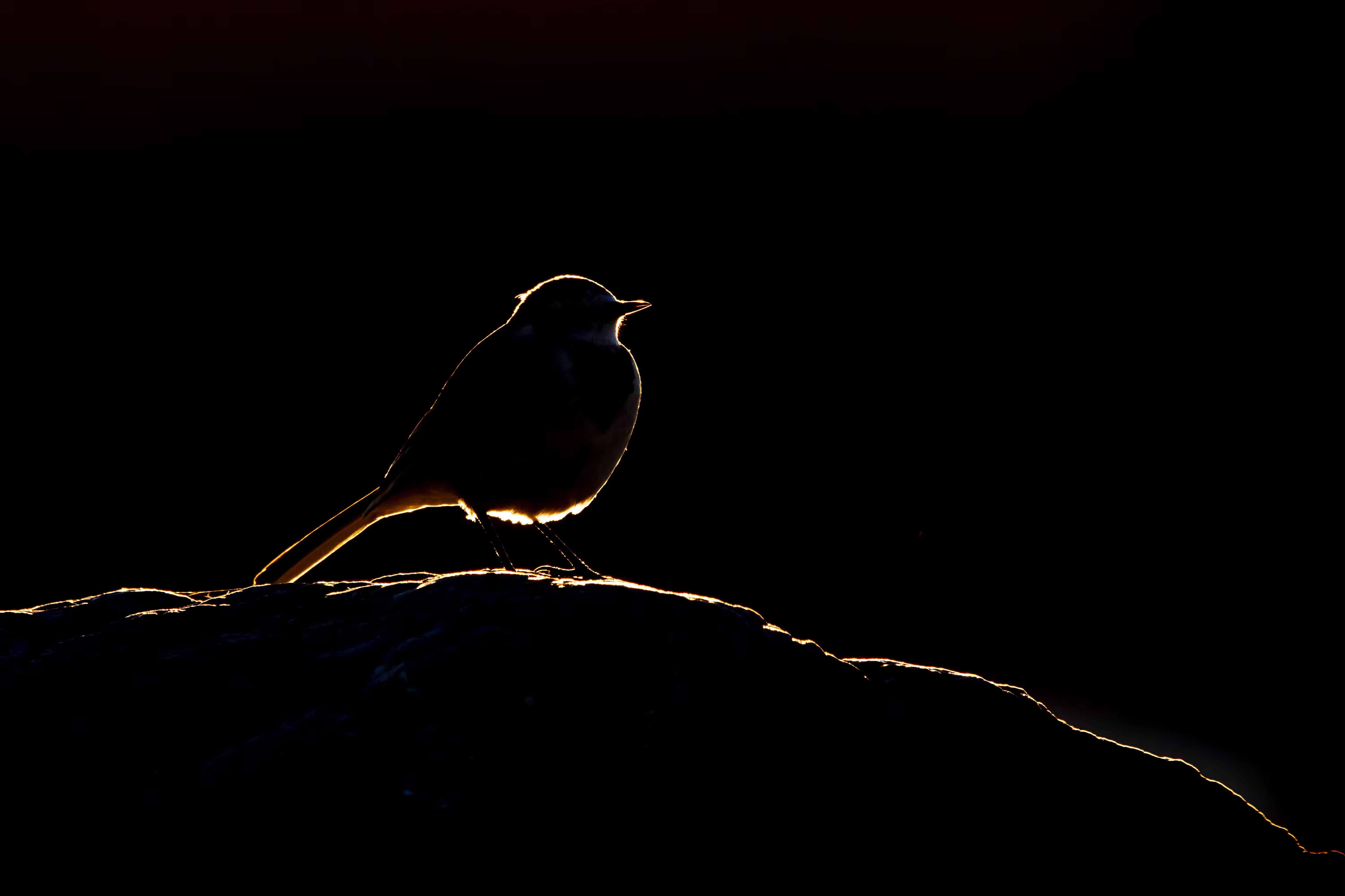 Silhouette