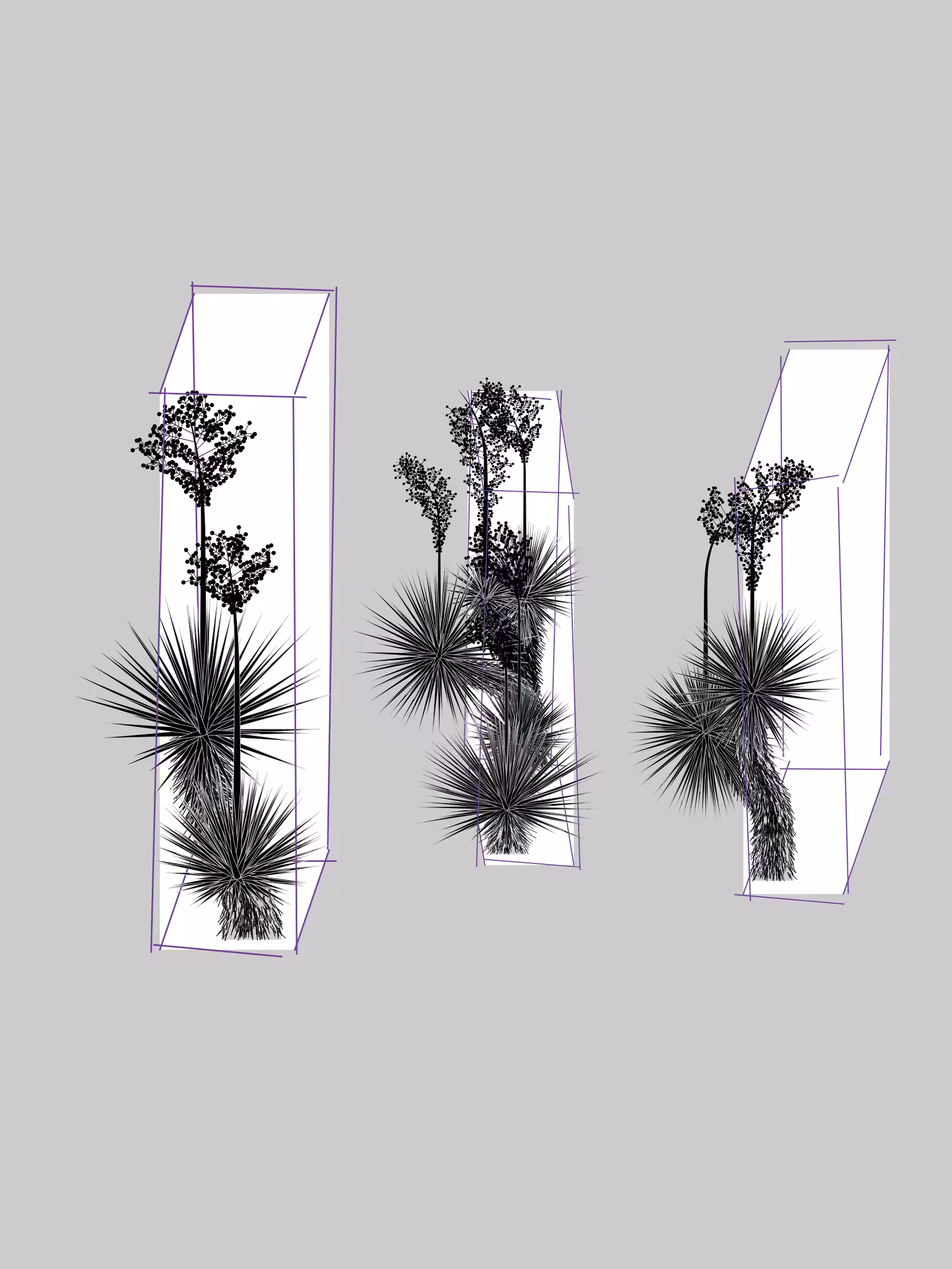 Marfa Yucca #296