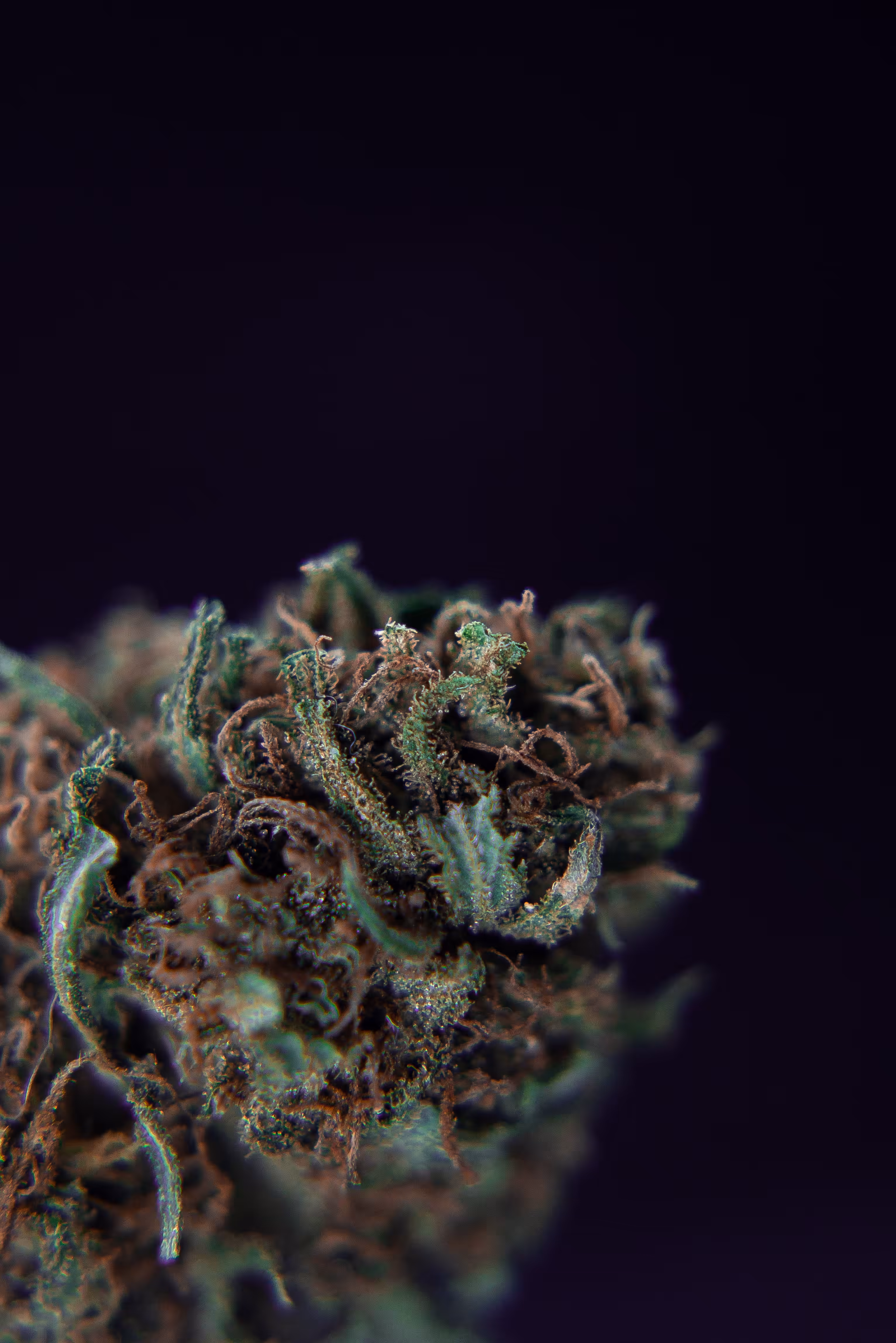 UNKNOW STRAIN #1