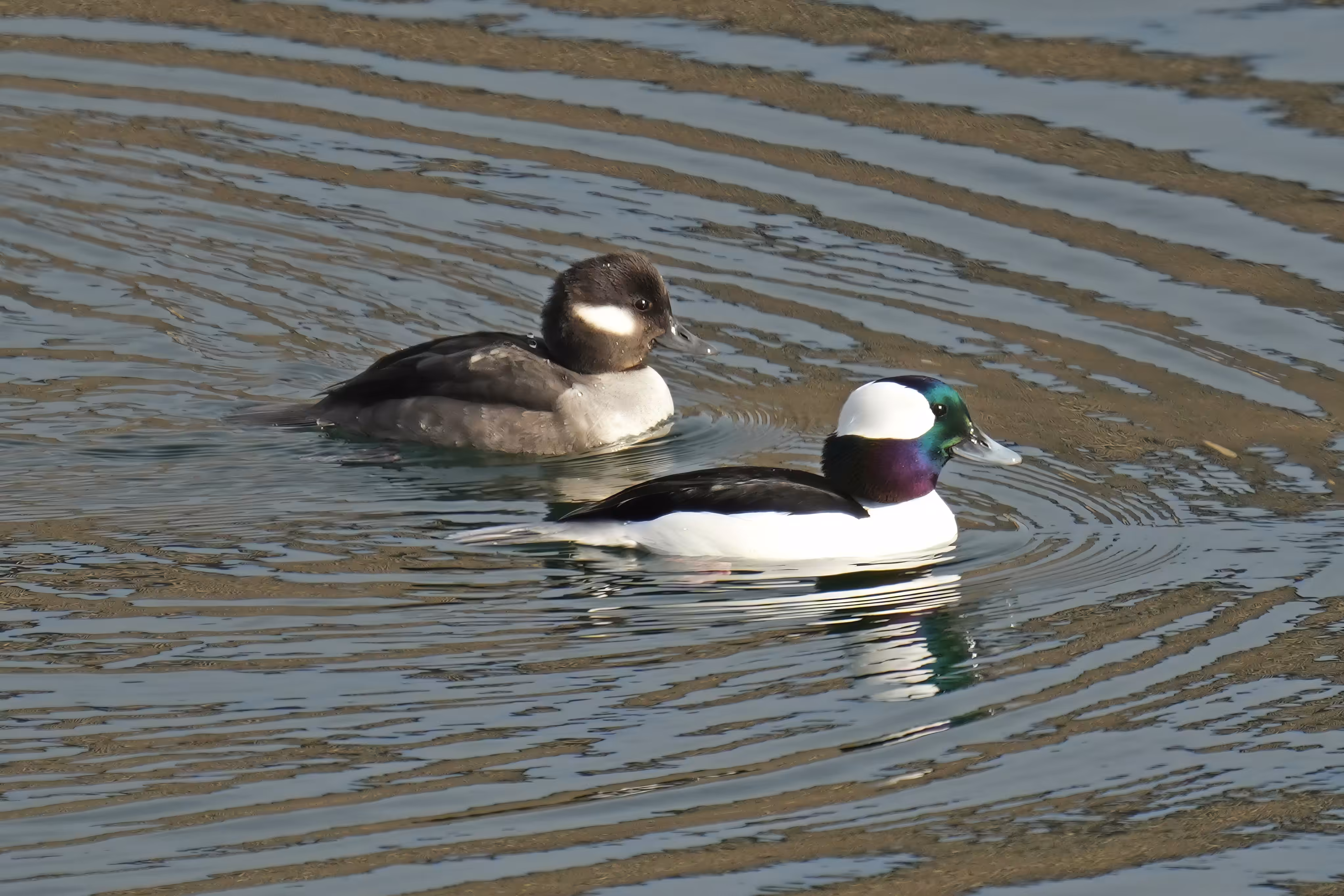 Flocksourced Faithful #14 - Bufflehead