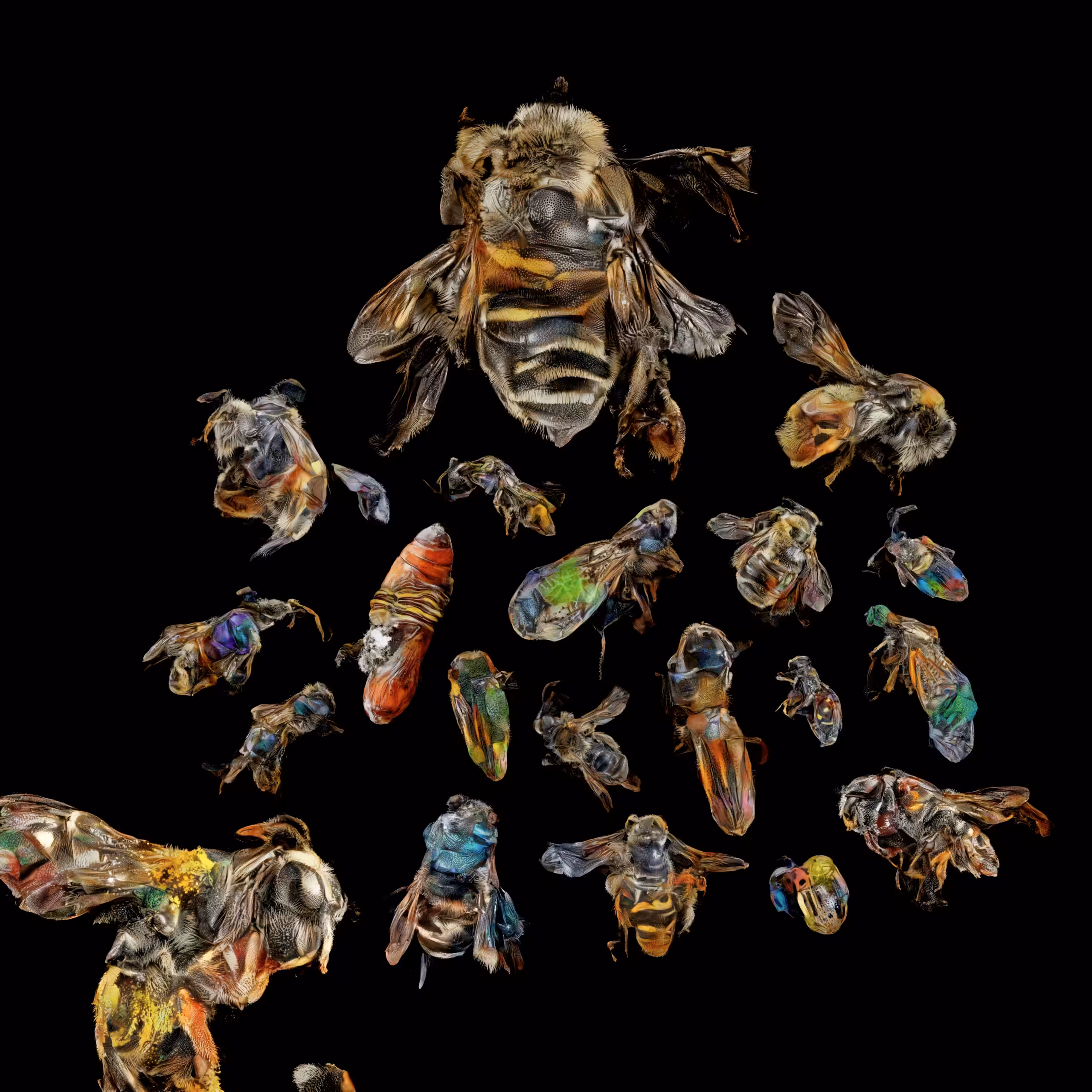 neural swarm