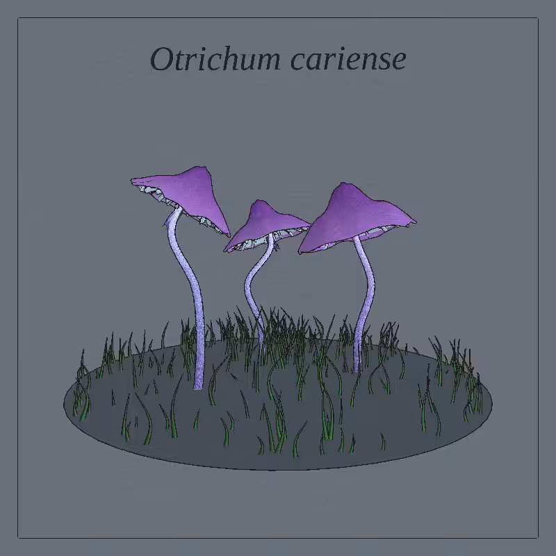 SHROOMS 3D #73
