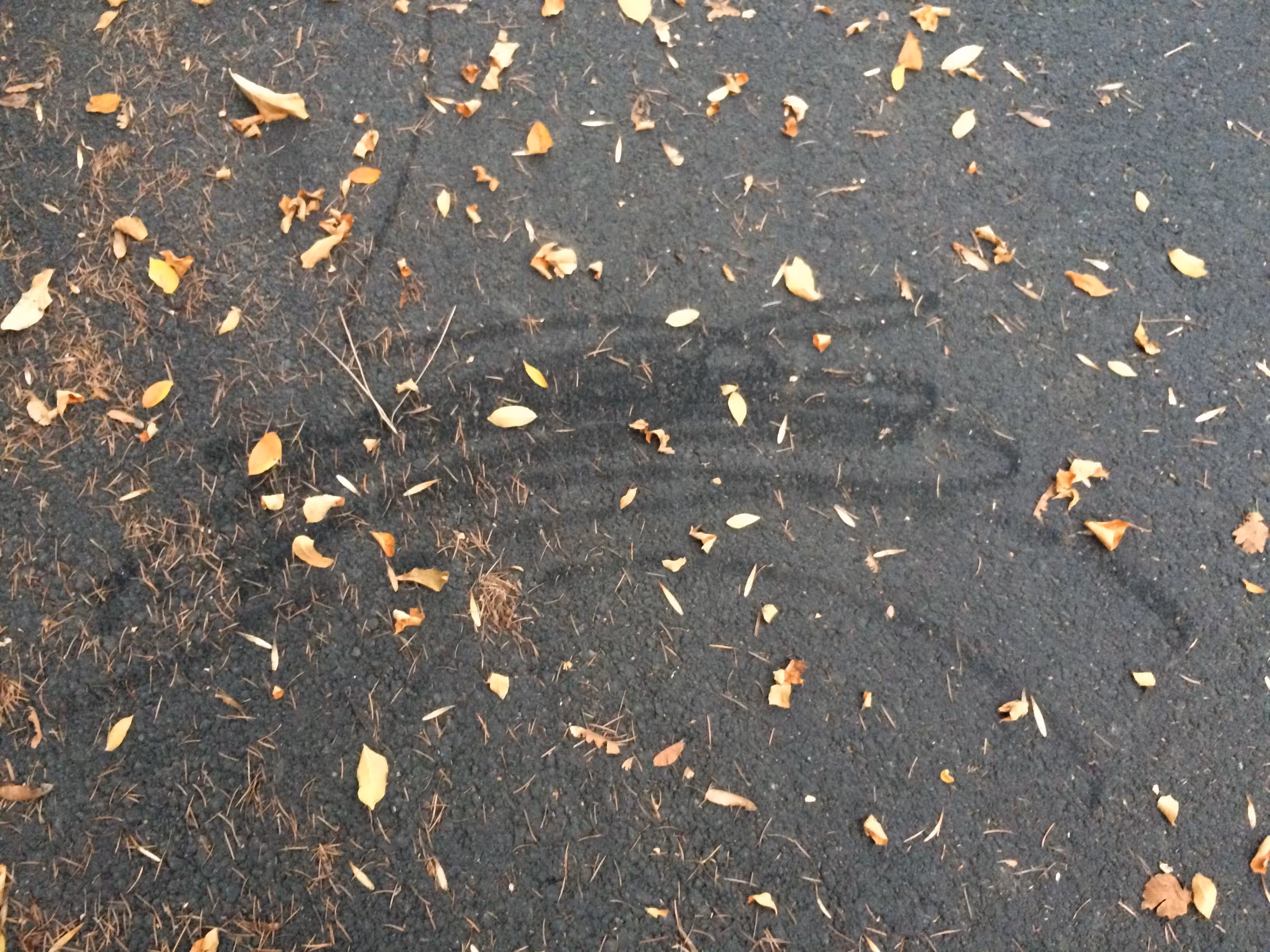 Subtle Squiggle