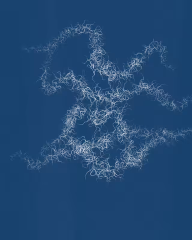 Cyanotypes #162