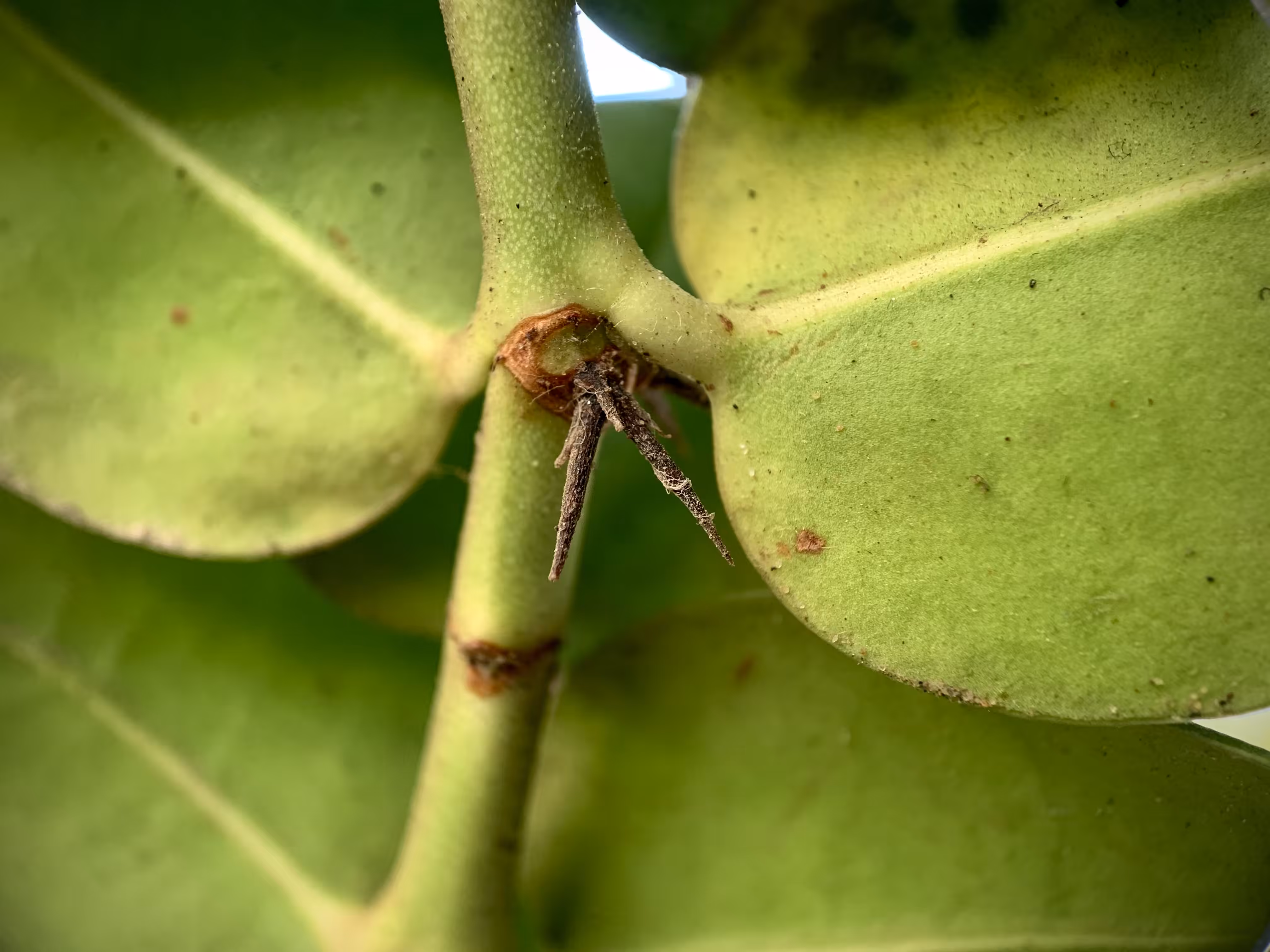 Macro Garden Series Vol. I - Vulnerability