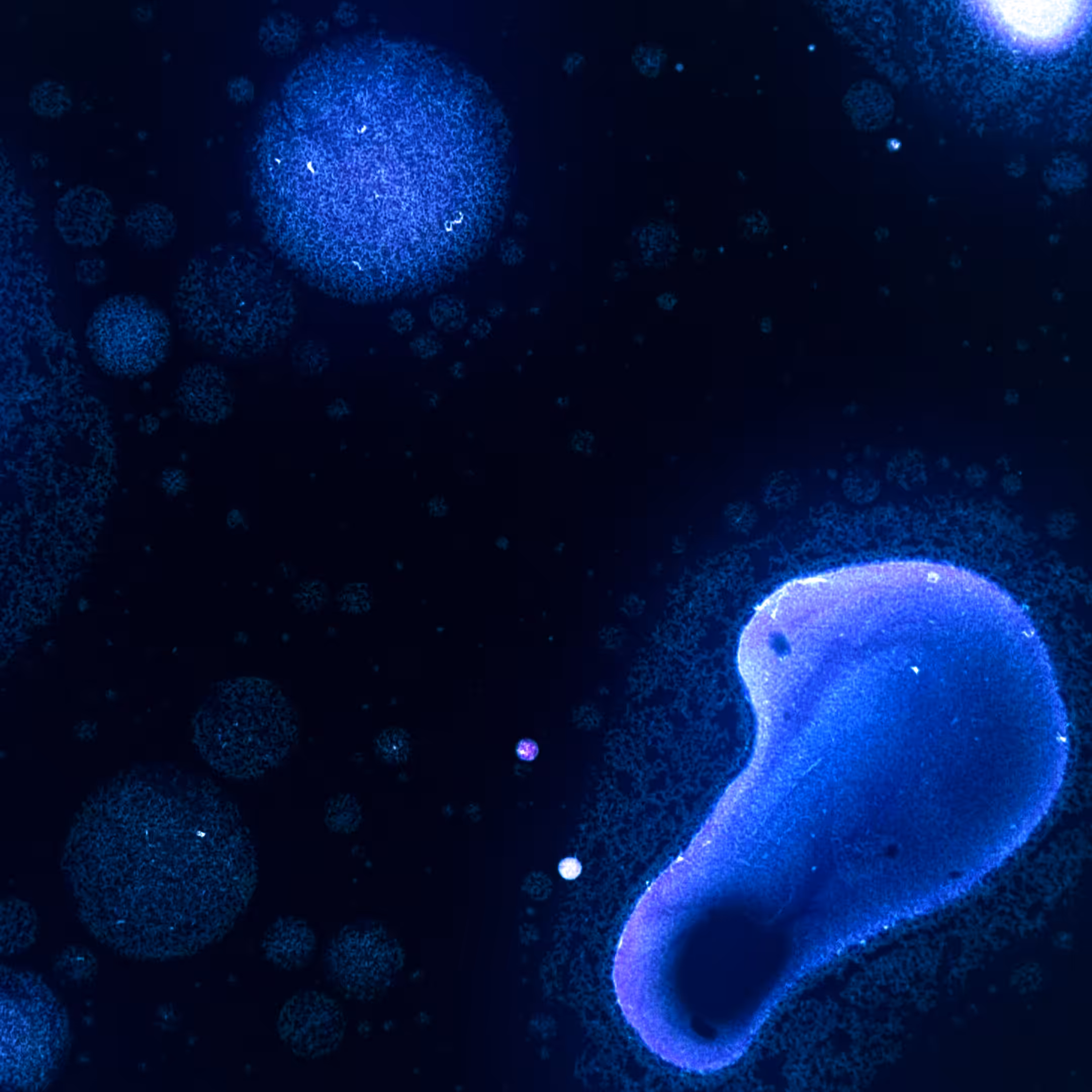 Liquid_Light_Still_Serie_16