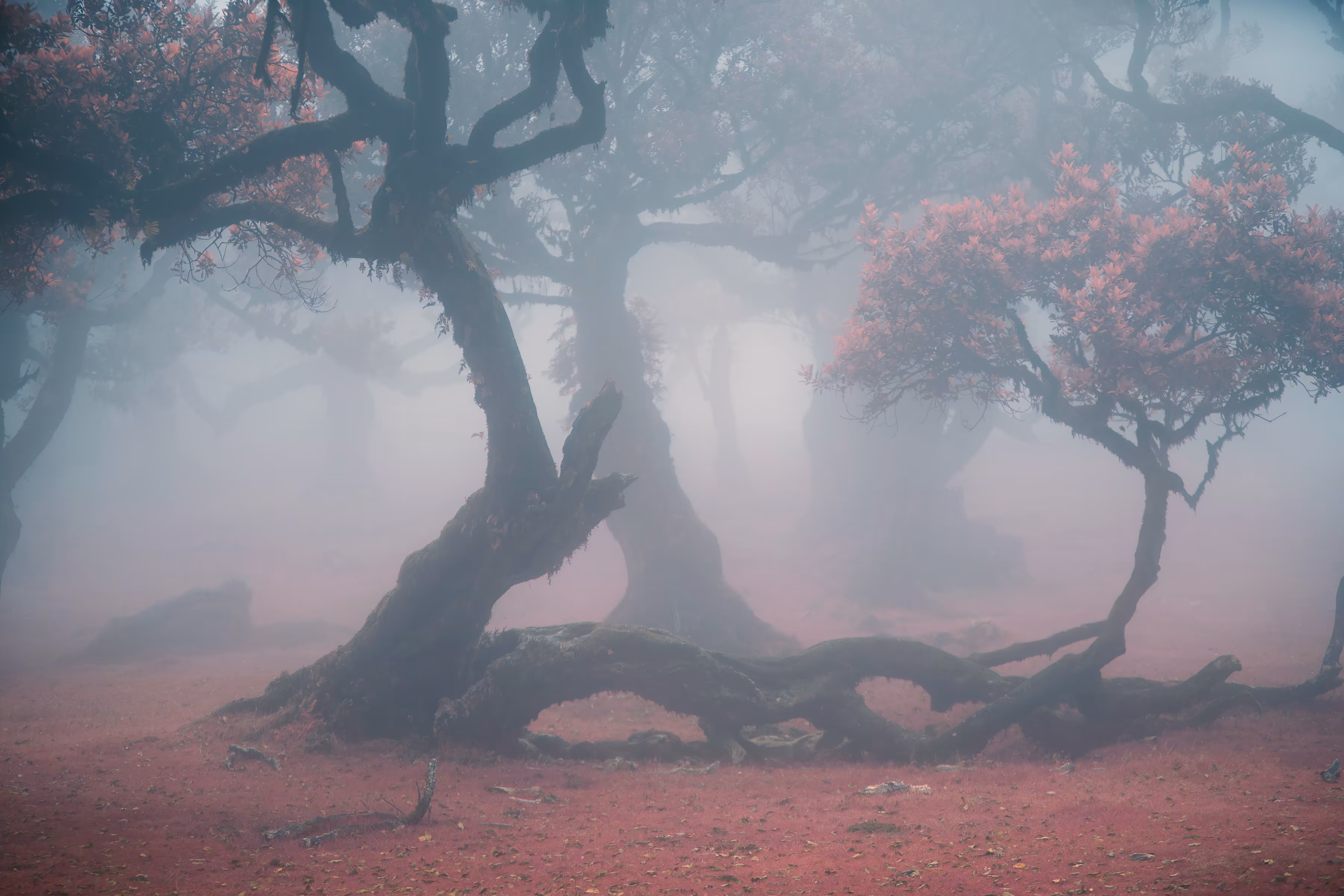 Wonderland Whispers