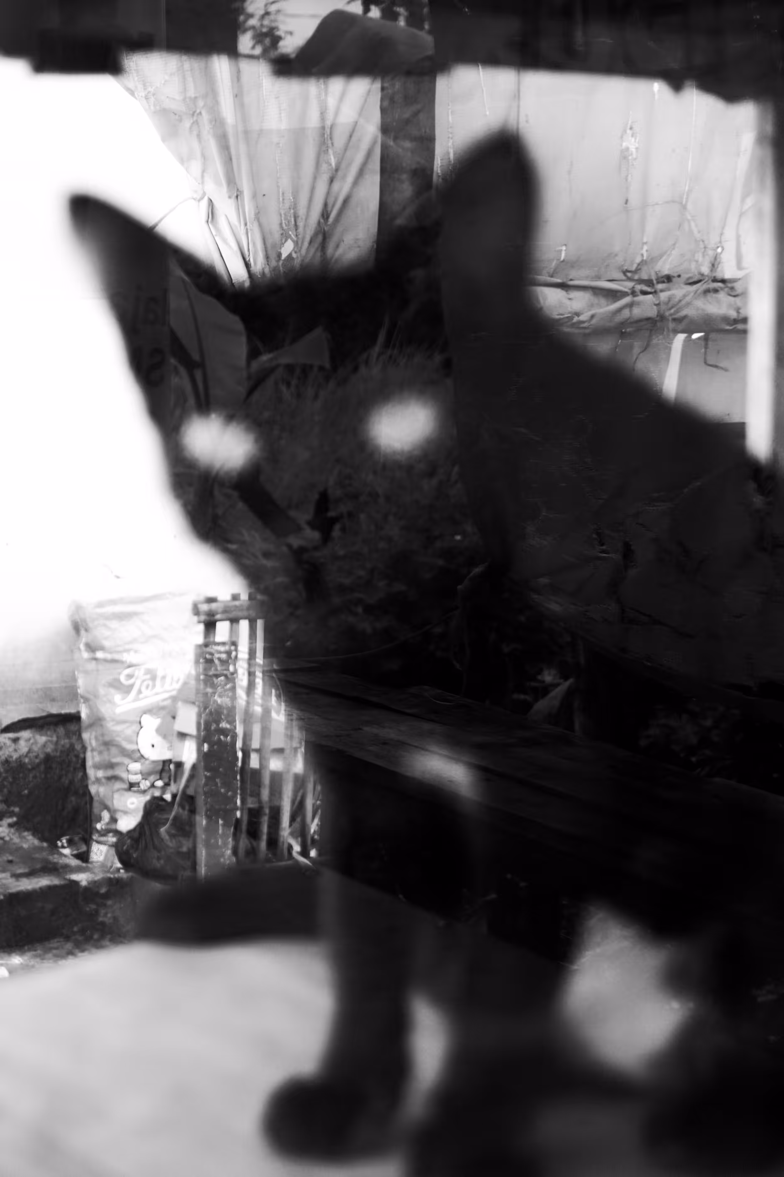Anonymous Cat