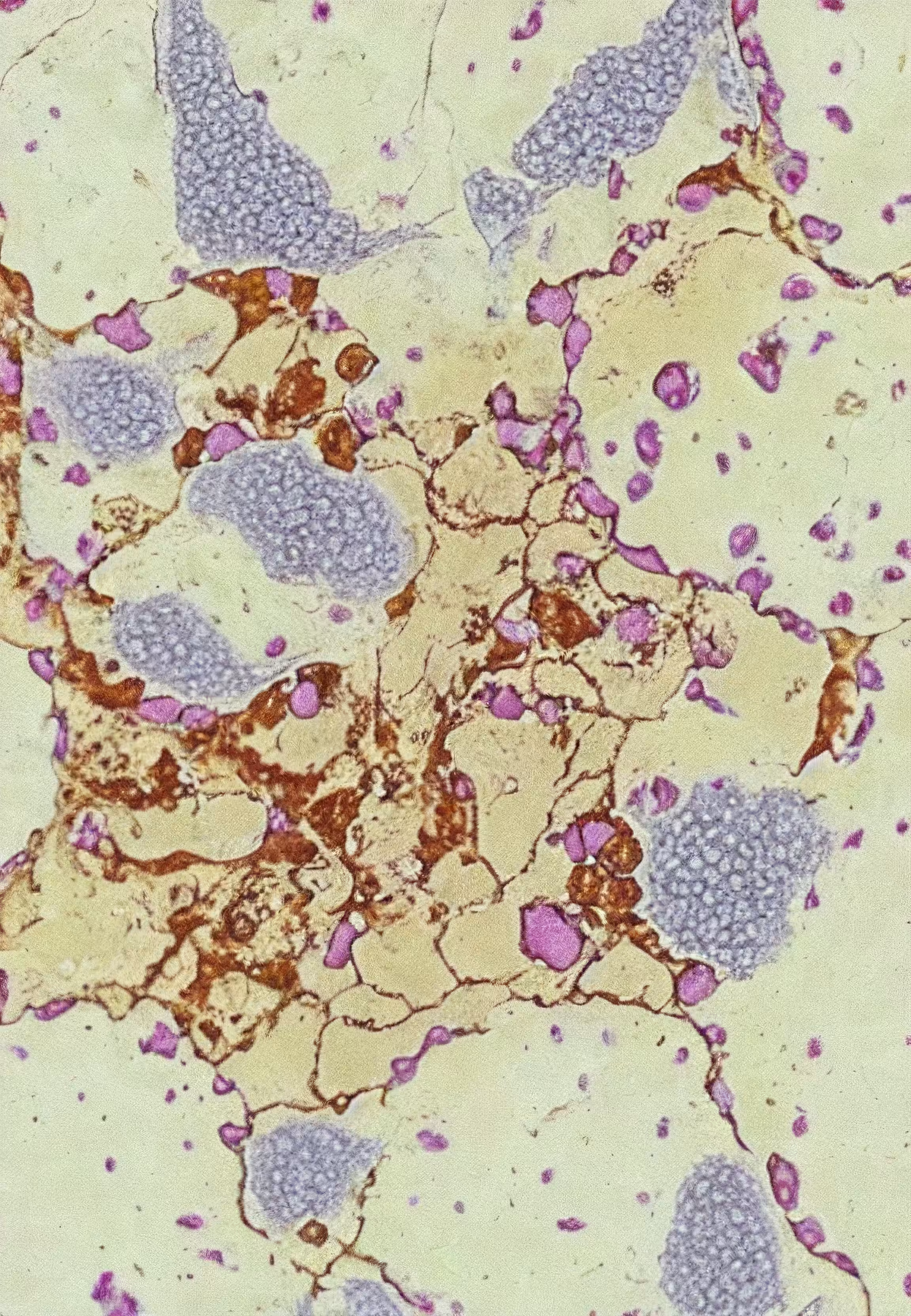 Histologia In Silico #7