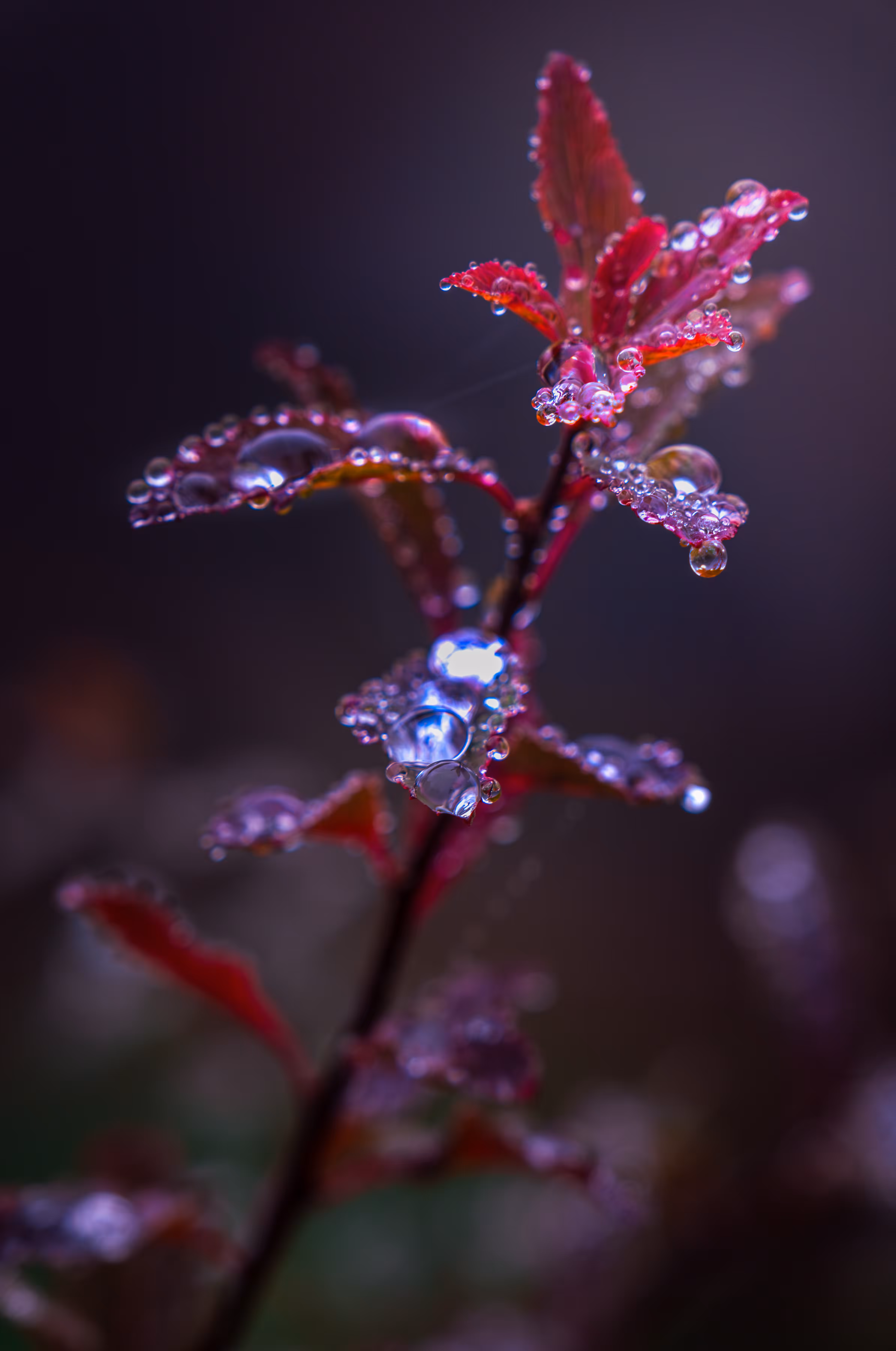 Droplets